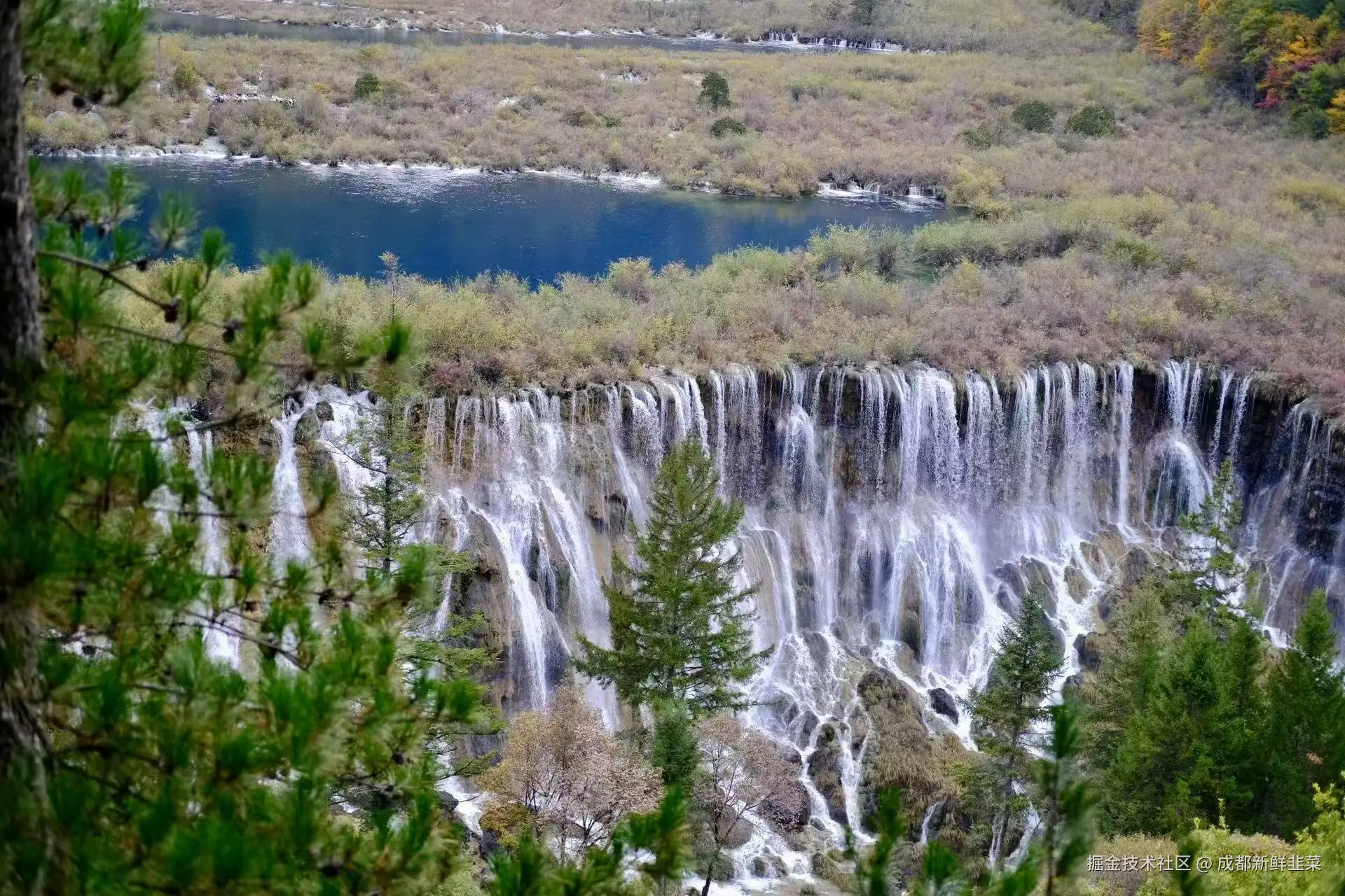 成都新鲜韭菜于2025-11-03 10:42发布的图片