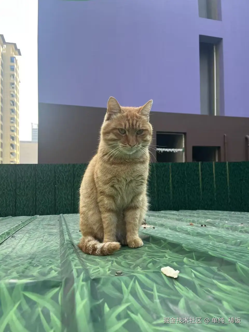 单纯_稀饭于2025-10-27 01:56发布的图片