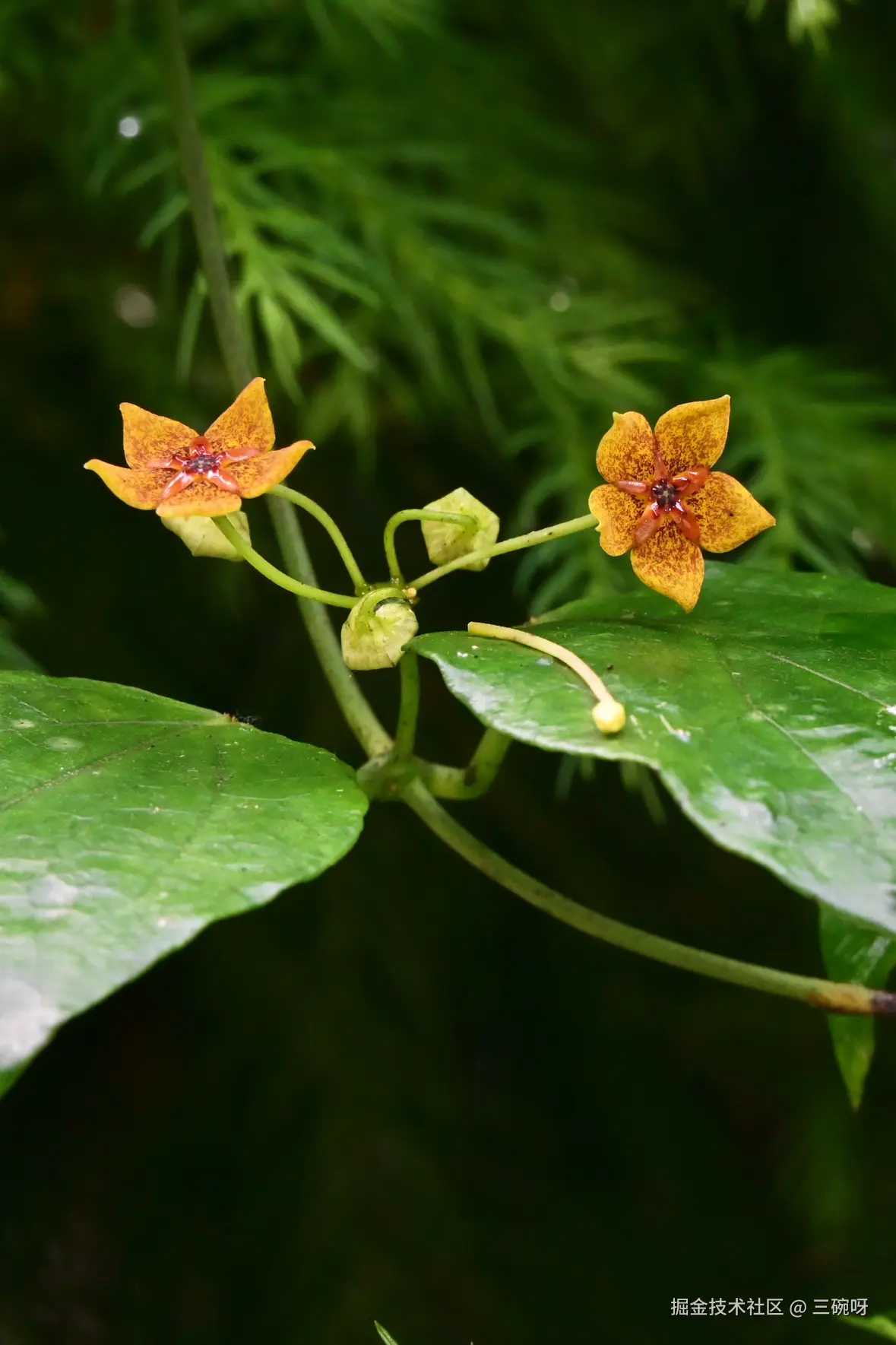 三碗呀于2025-07-07 10:07发布的图片