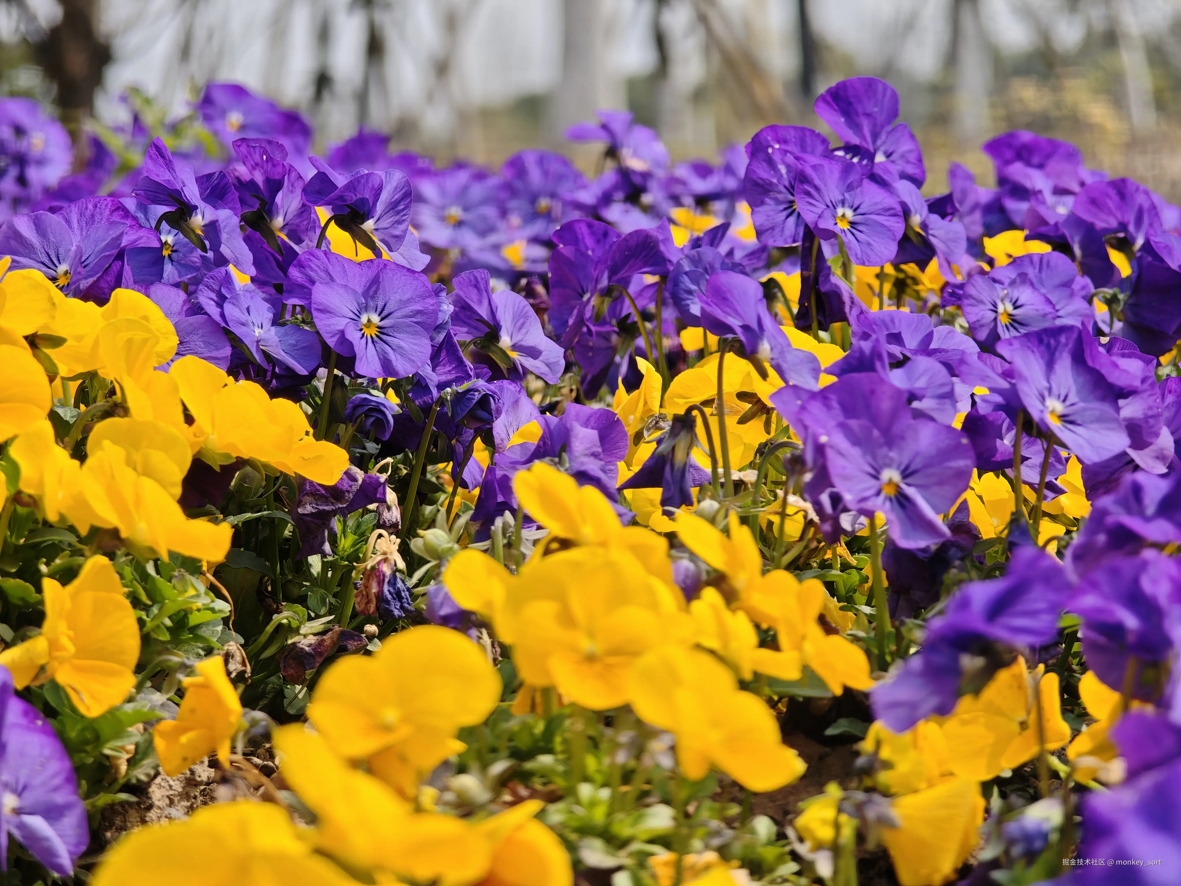 monkey_sort于2026-03-12 16:04发布的图片