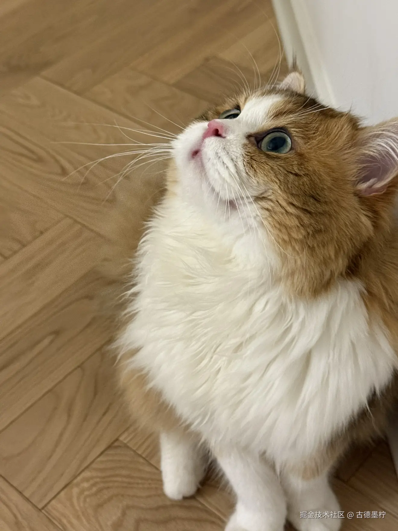 古德墨柠于2025-06-16 11:08发布的图片