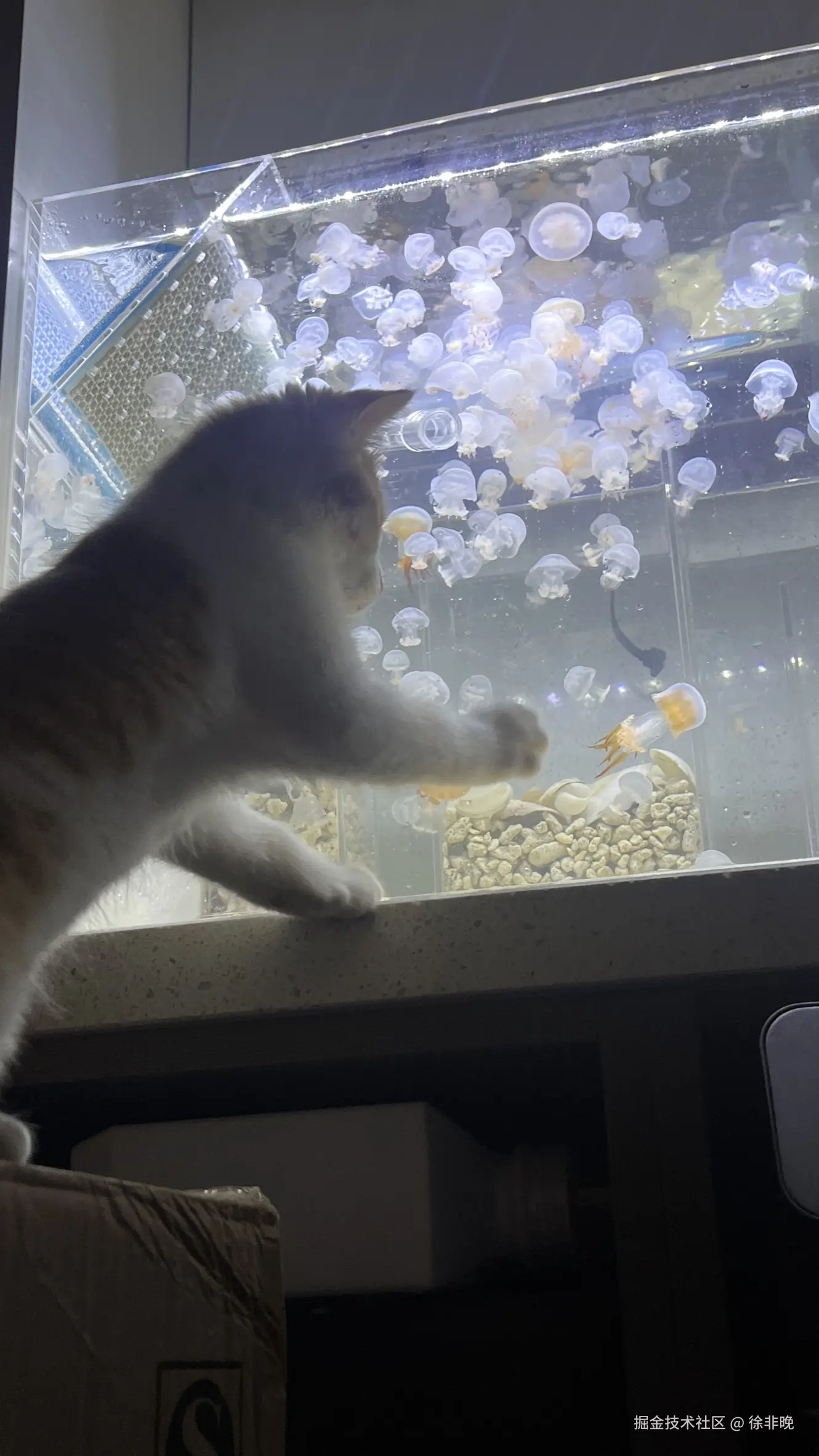 徐非晚于2024-08-16 12:35发布的图片