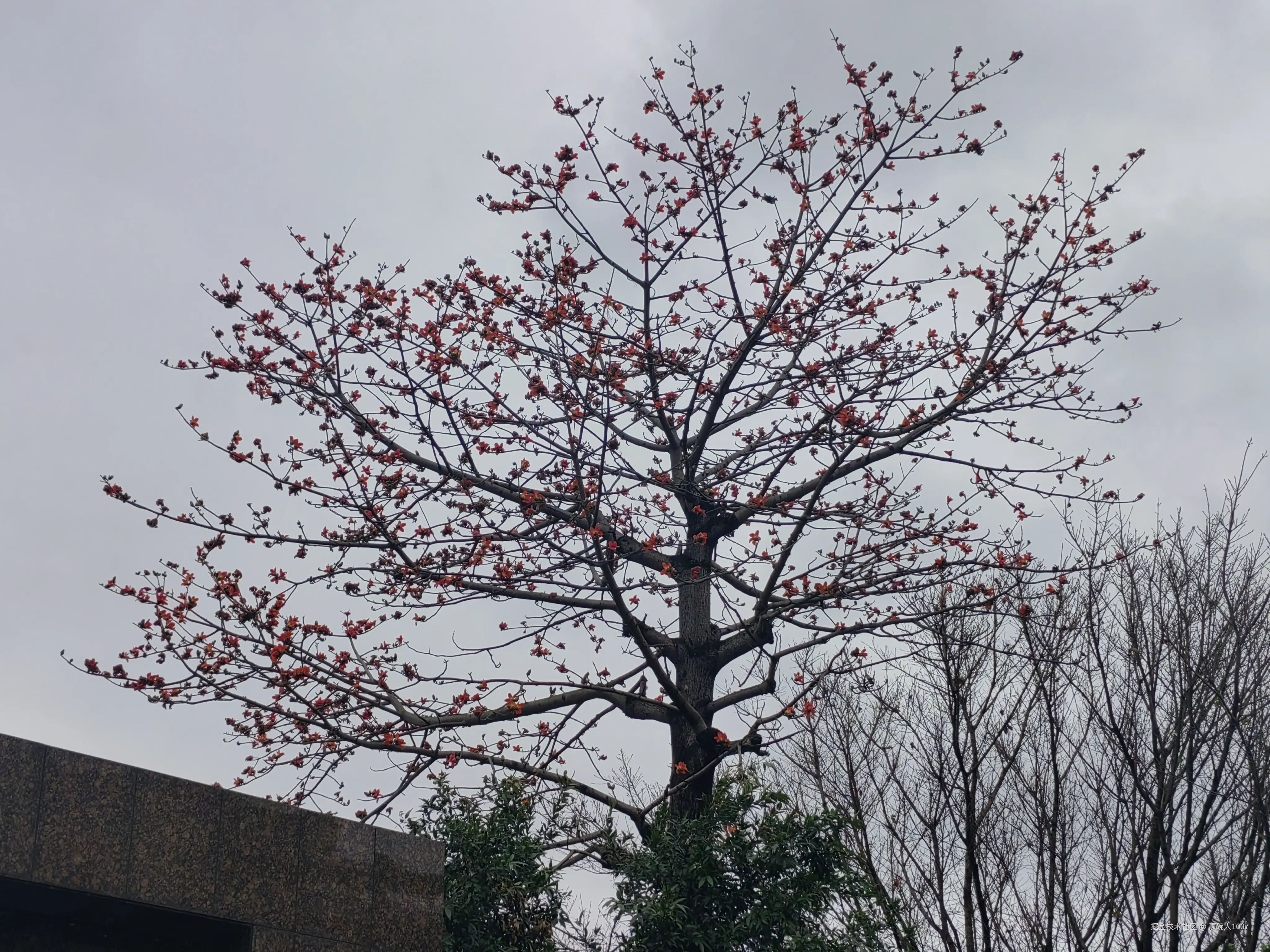 顶碗人1007于2025-03-16 09:56发布的图片