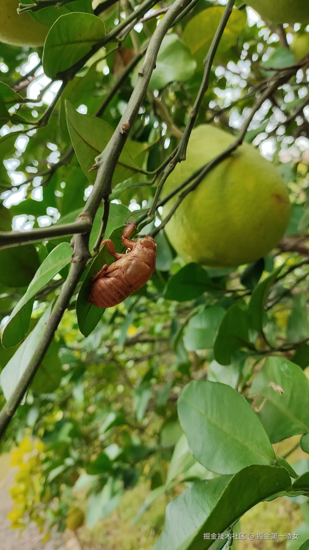 掘金第一渣女于2024-10-23 08:14发布的图片