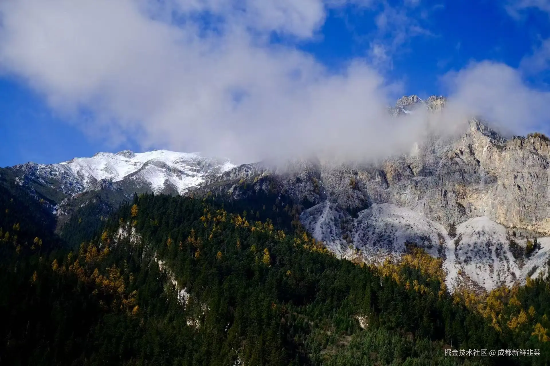 成都新鲜韭菜于2025-11-03 10:42发布的图片