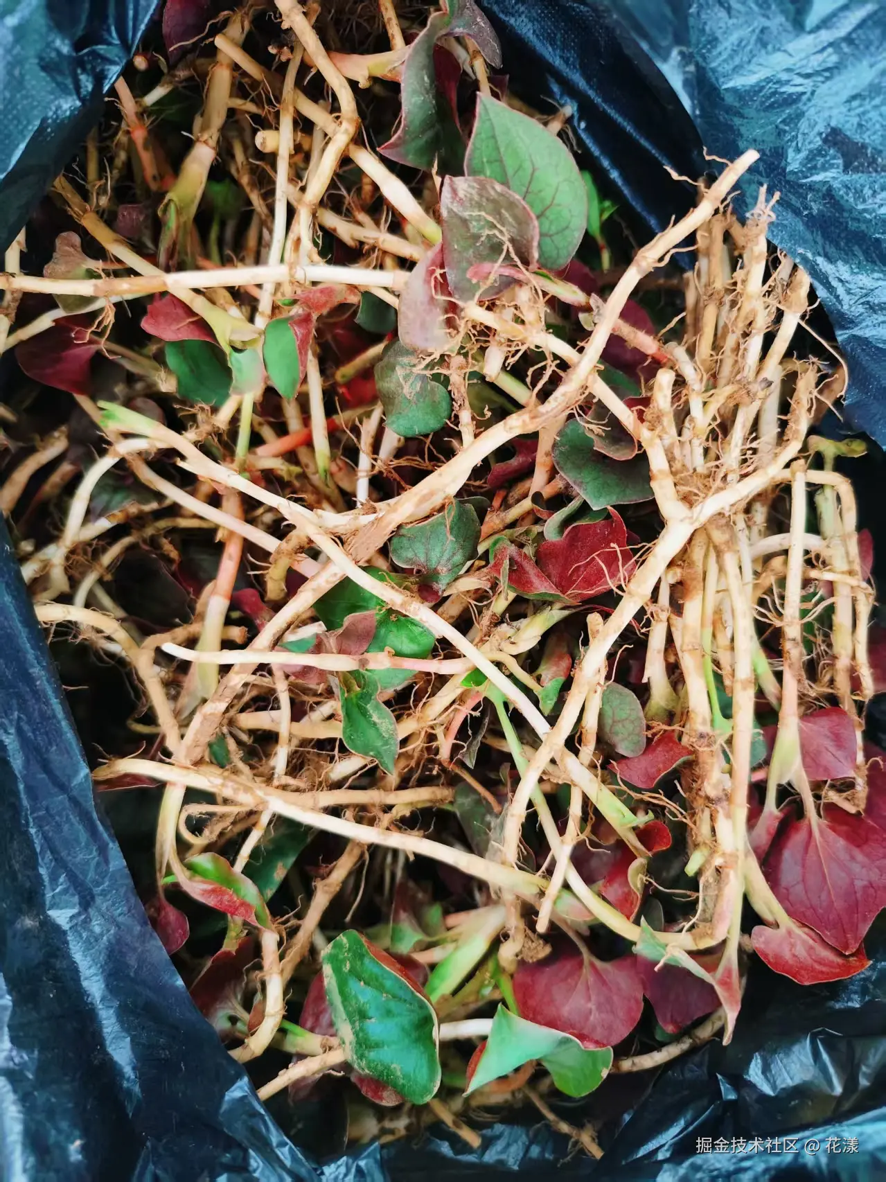 花漾于2025-03-24 10:36发布的图片