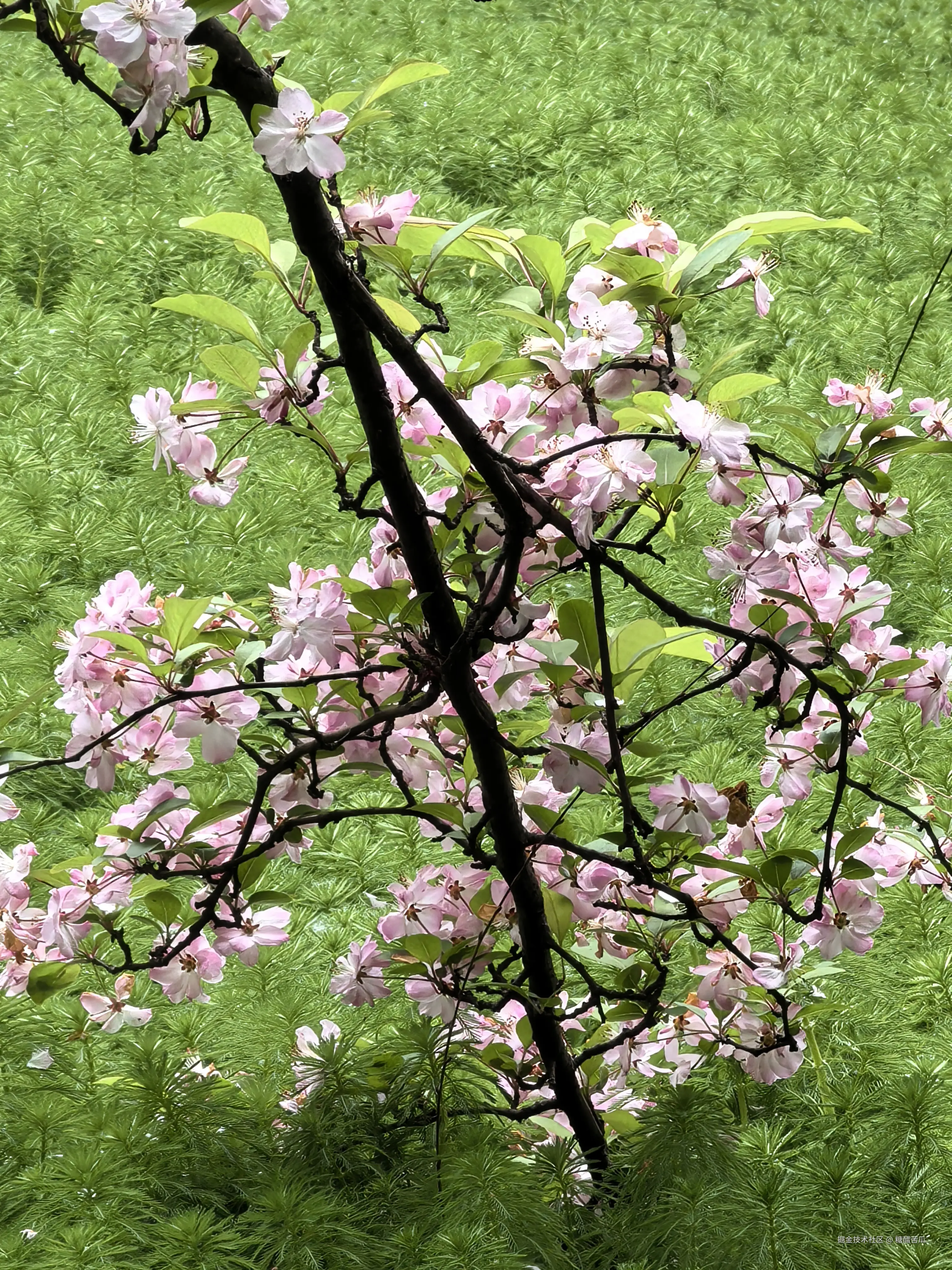 糖醋苦瓜于2026-03-23 16:28发布的图片