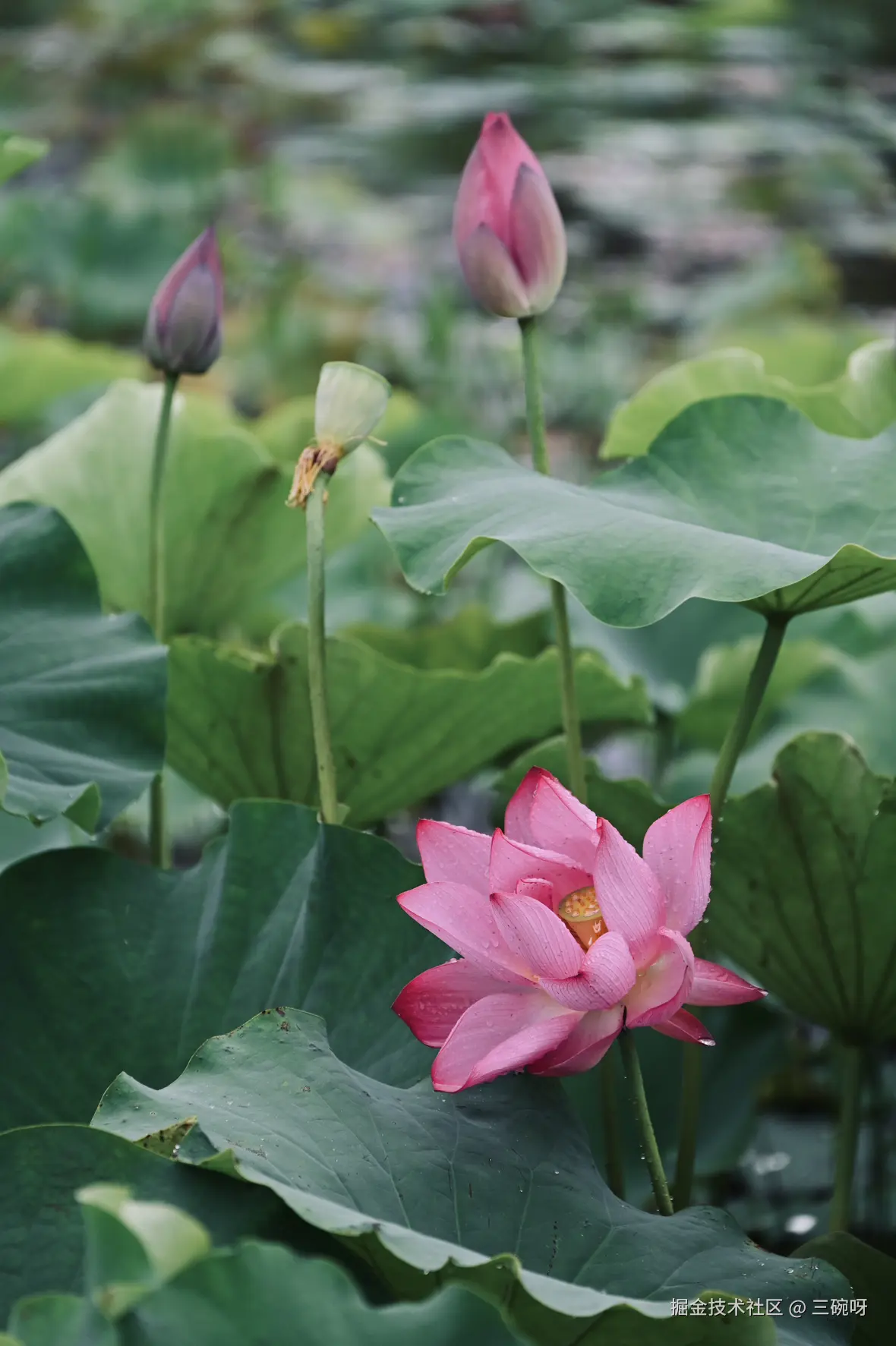 三碗呀于2025-06-30 10:23发布的图片