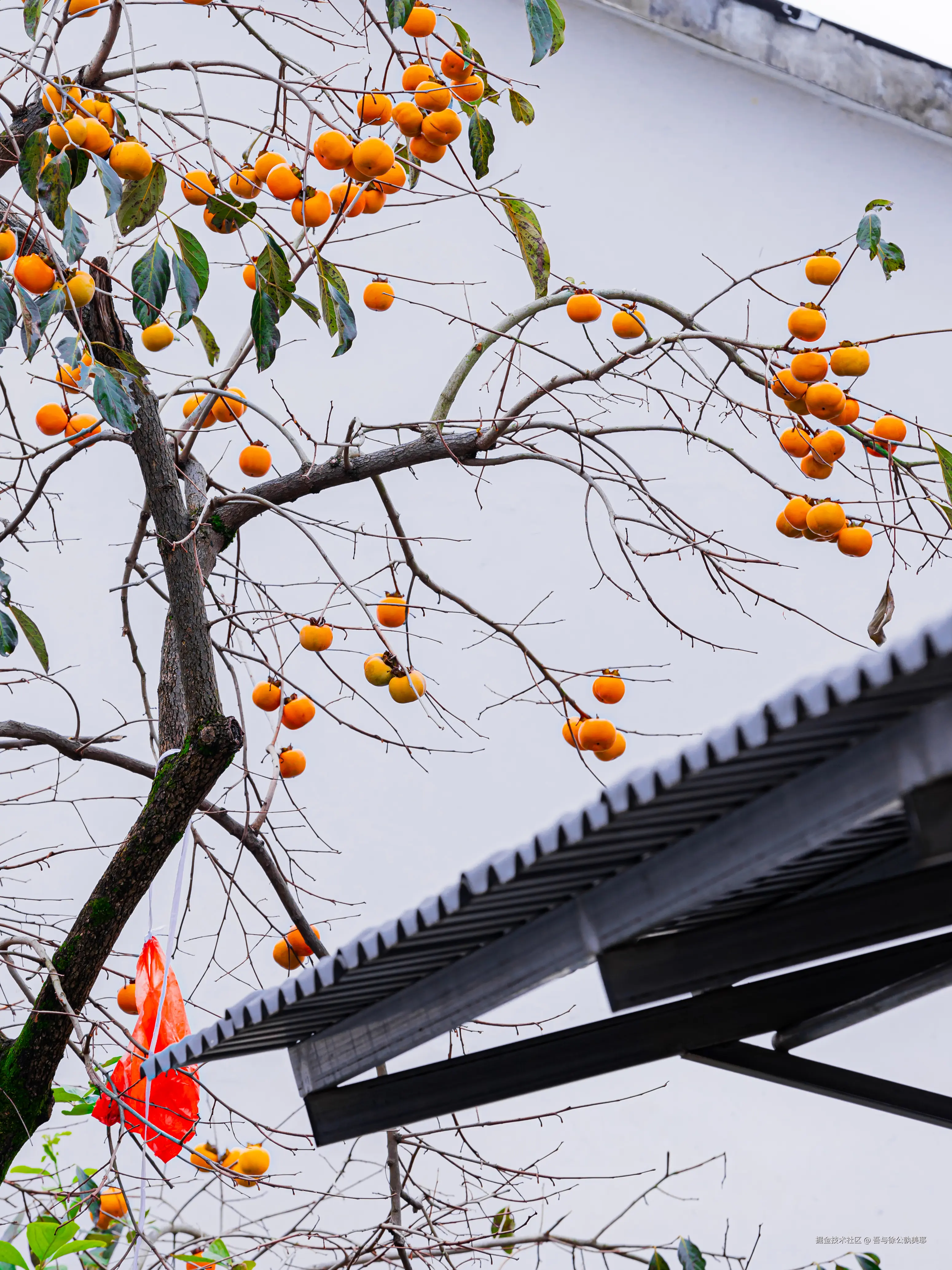 吾与徐公孰美耶于2025-10-24 14:39发布的图片