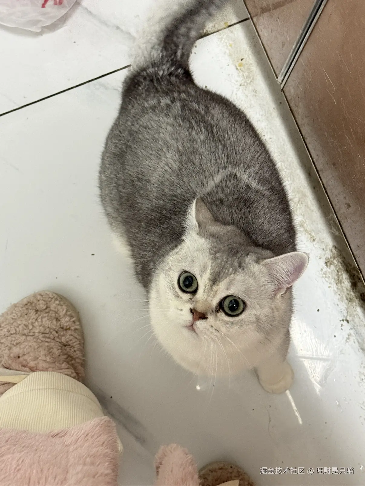 旺财是只喵于2025-12-18 10:10发布的图片