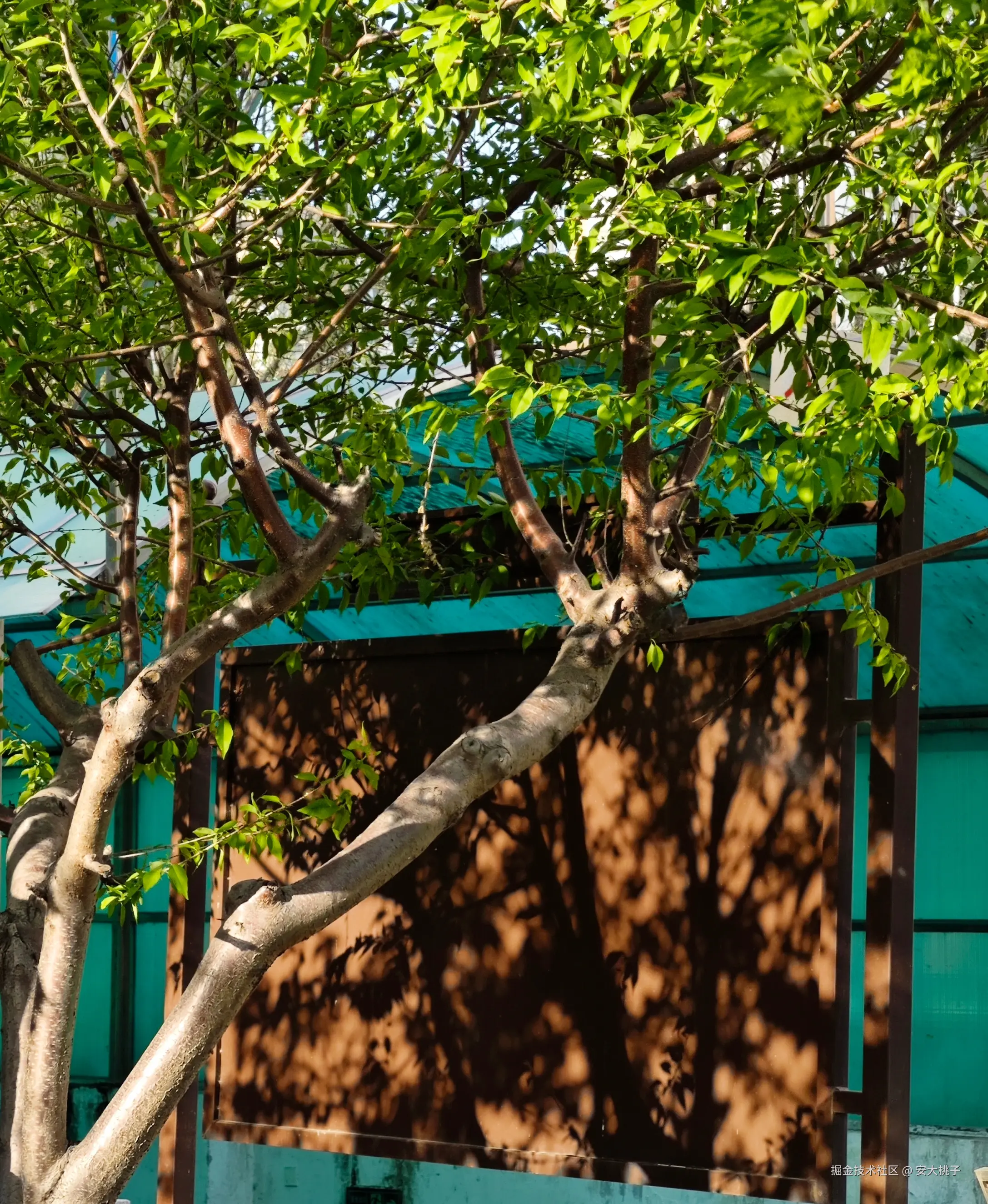 安大桃子于2026-04-12 13:30发布的图片