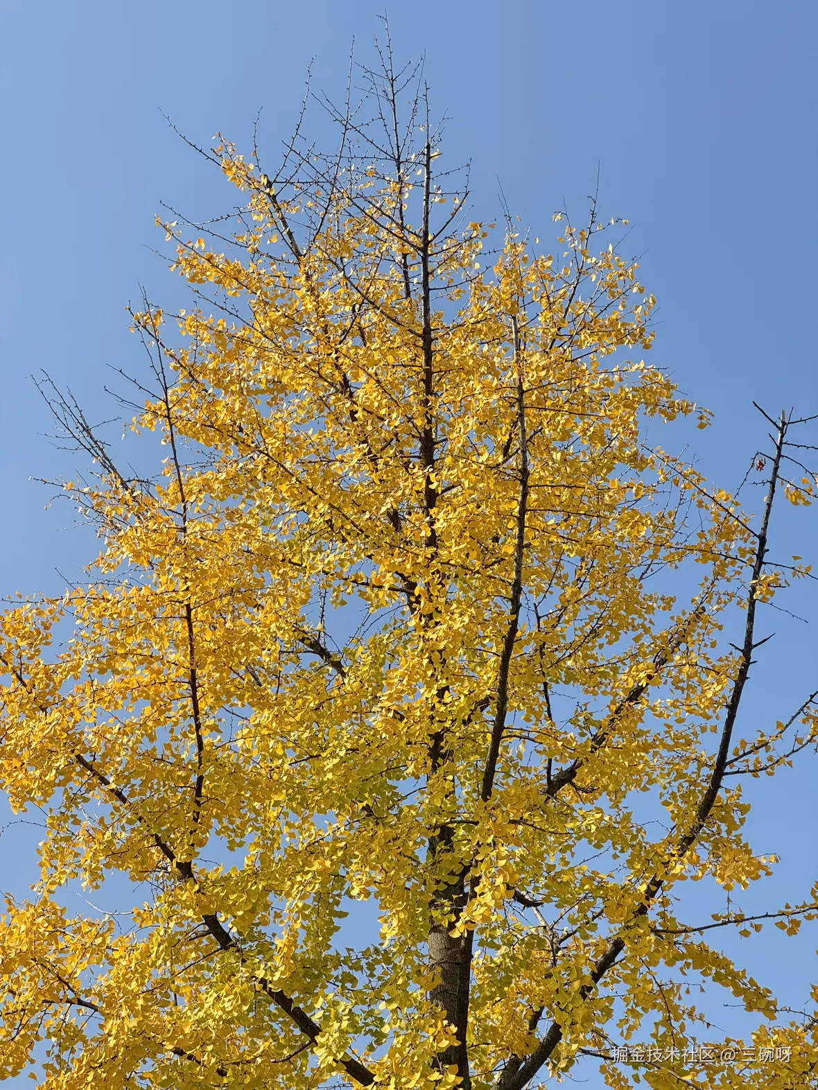 三碗呀于2025-11-27 14:16发布的图片