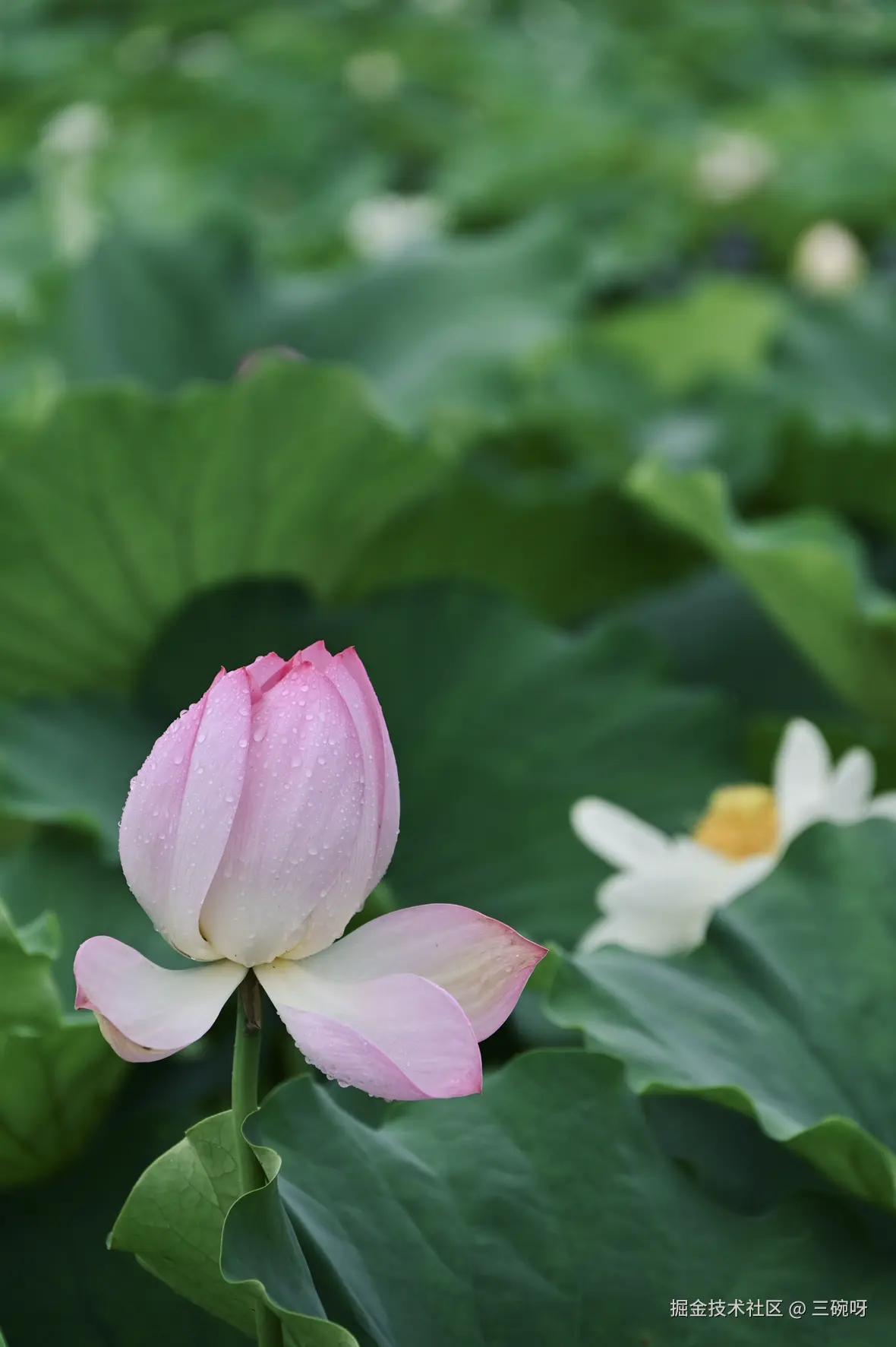 三碗呀于2025-06-30 10:23发布的图片