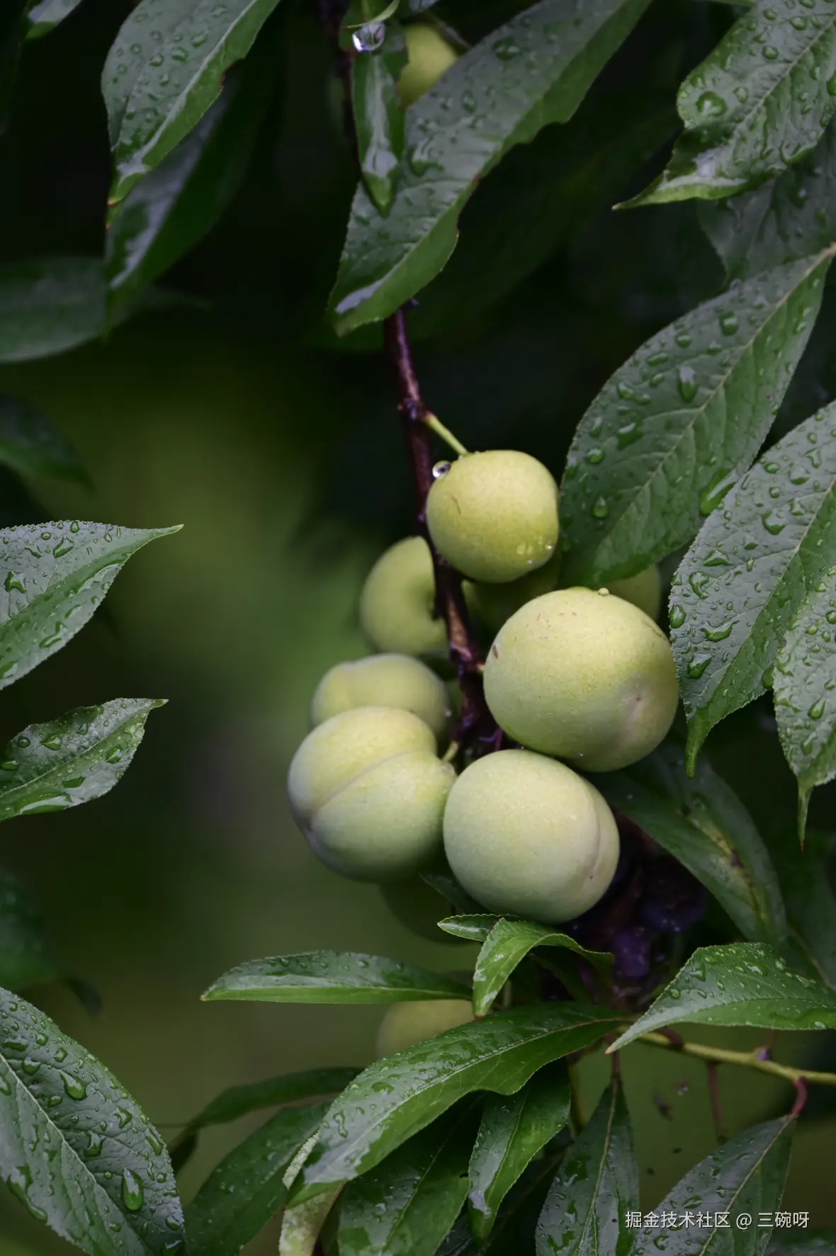 三碗呀于2025-07-02 10:00发布的图片