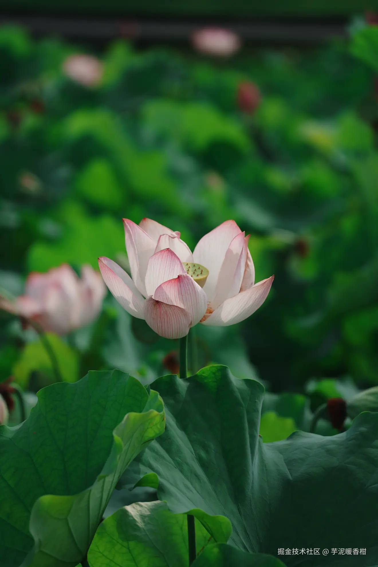芋泥暖香柑于2026-07-02 09:18发布的图片