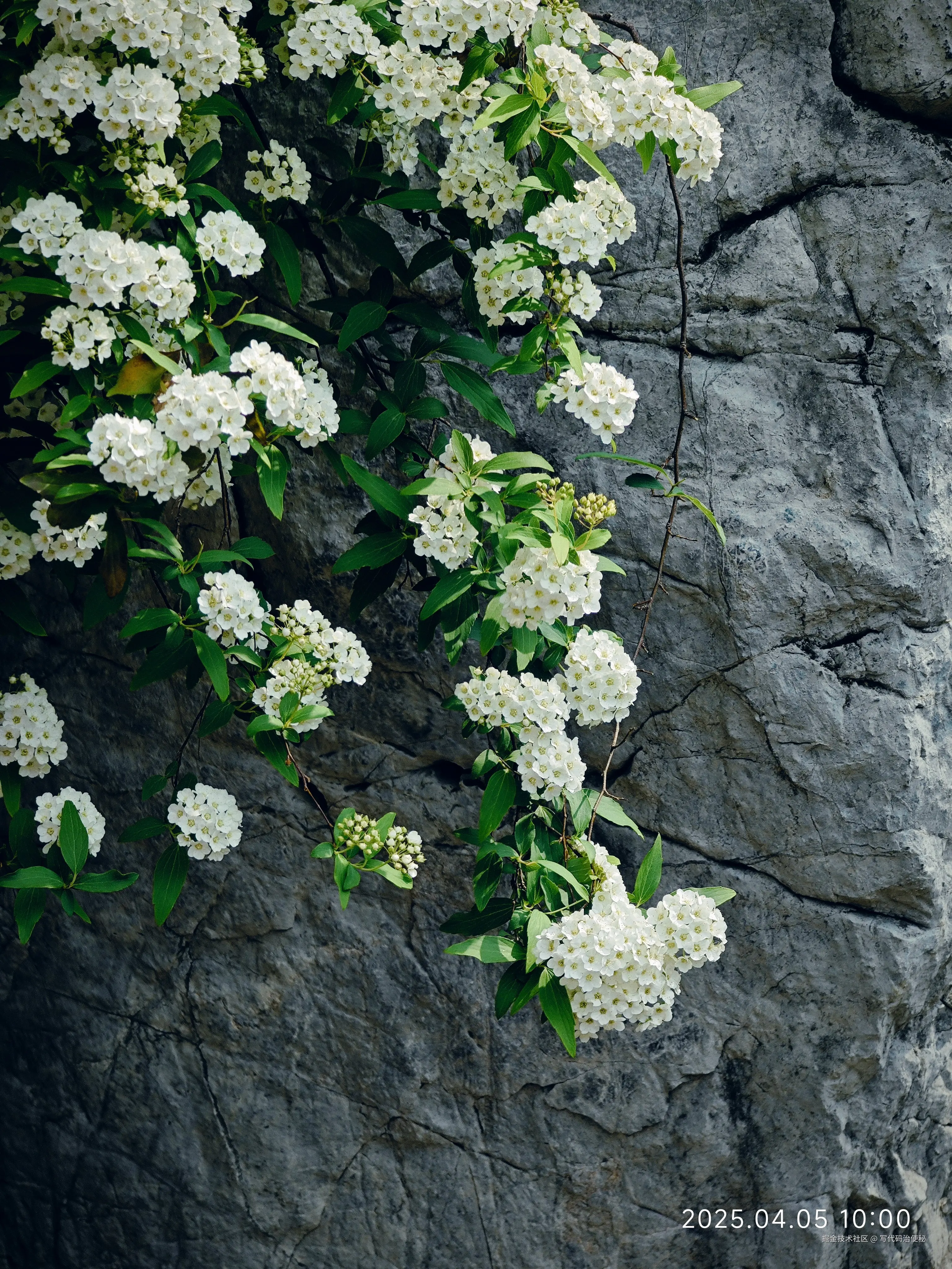 写代码治便秘于2025-04-07 10:16发布的图片