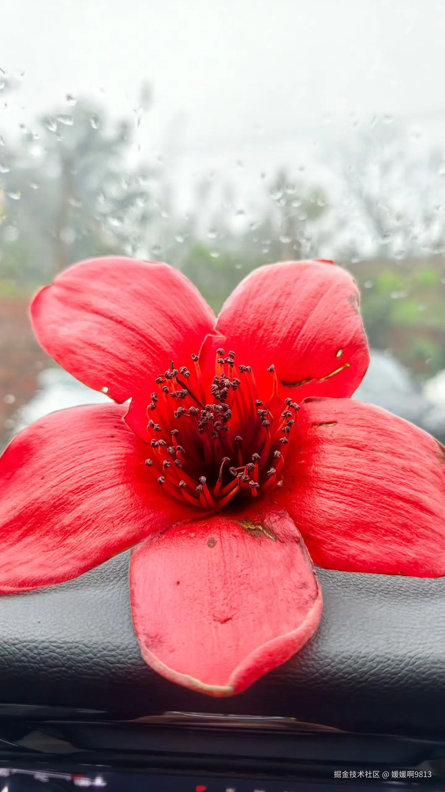 媛媛啊9813于2026-03-29 15:21发布的图片