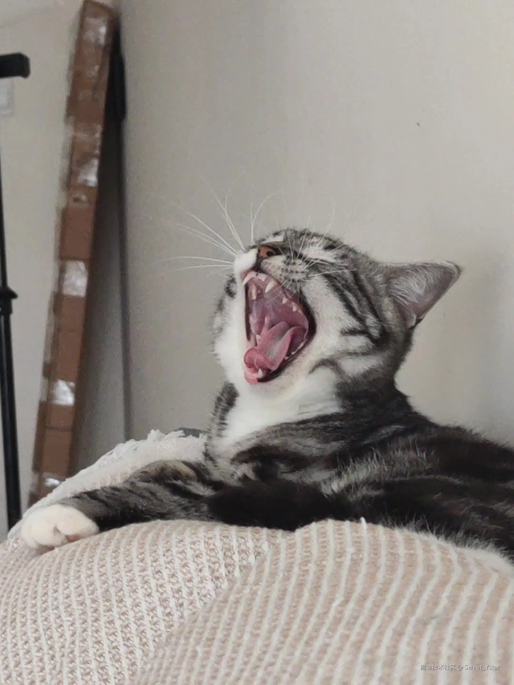 Sweet_Ystar于2026-02-13 15:57发布的图片