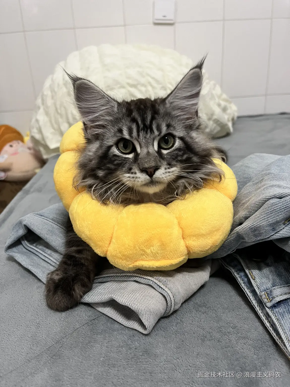 浪漫主义码农于2024-08-27 11:27发布的图片