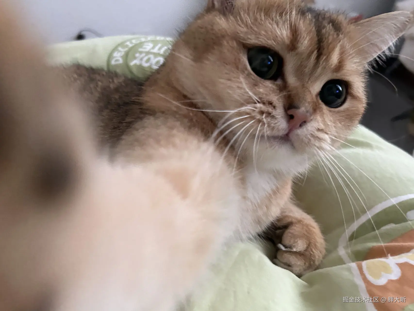 胖大昕于2025-05-12 11:10发布的图片