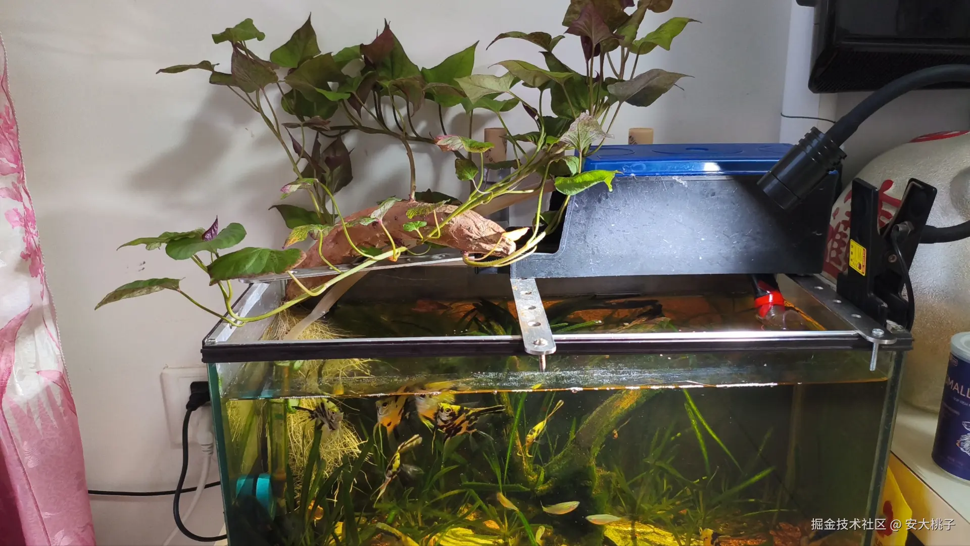 安大桃子于2025-08-03 14:20发布的图片