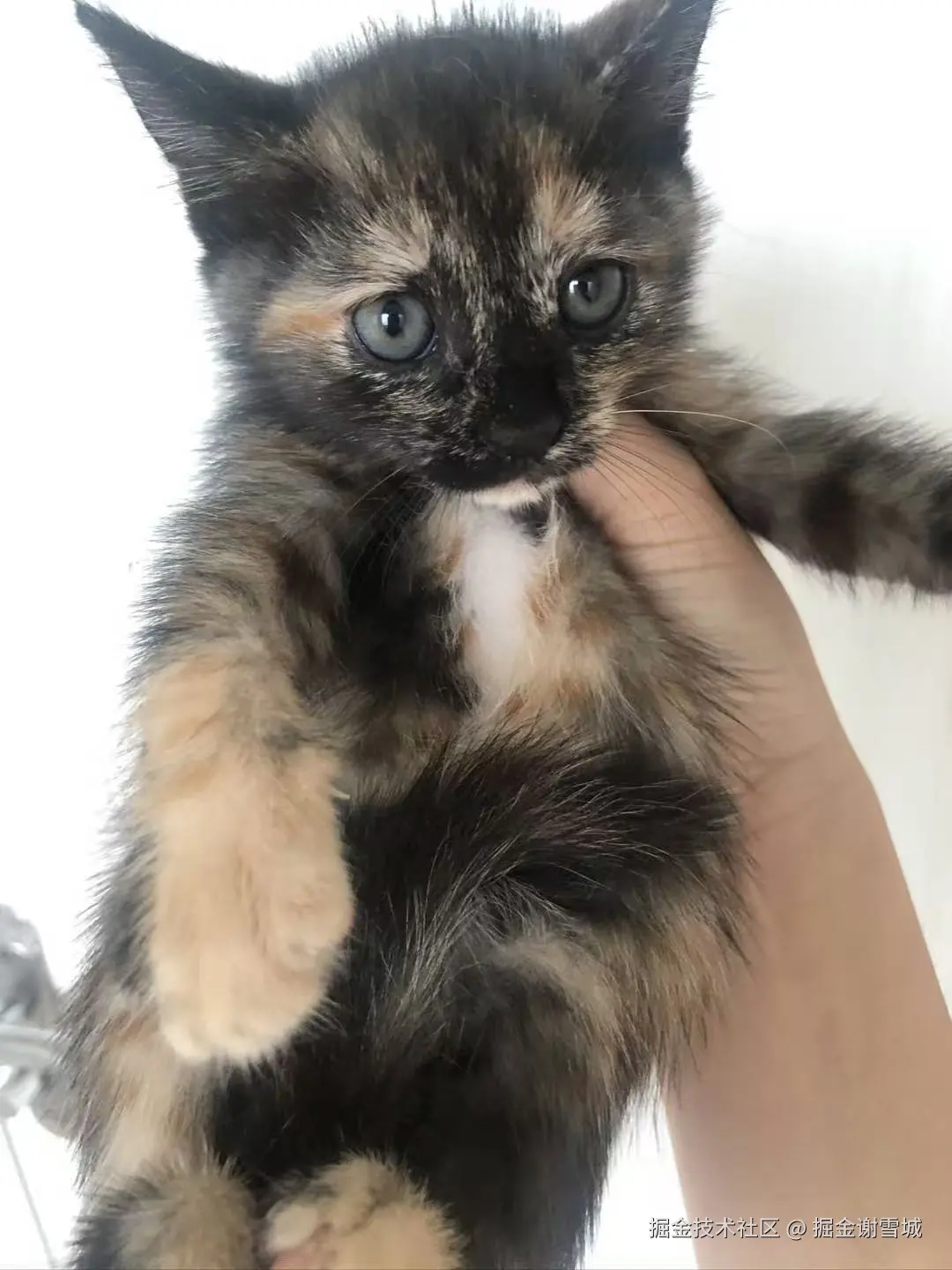 掘金谢雪城于2025-09-11 10:22发布的图片