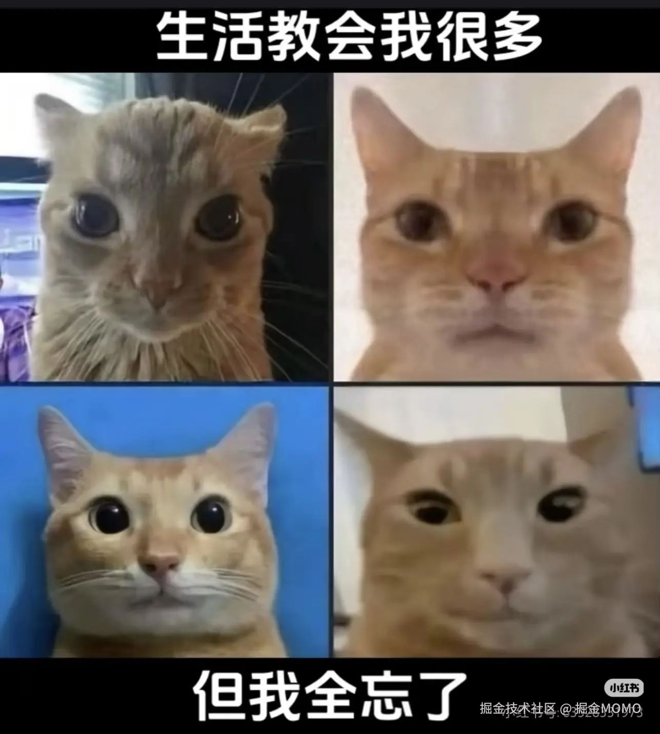 掘金MOMO于2026-03-11 14:57发布的图片