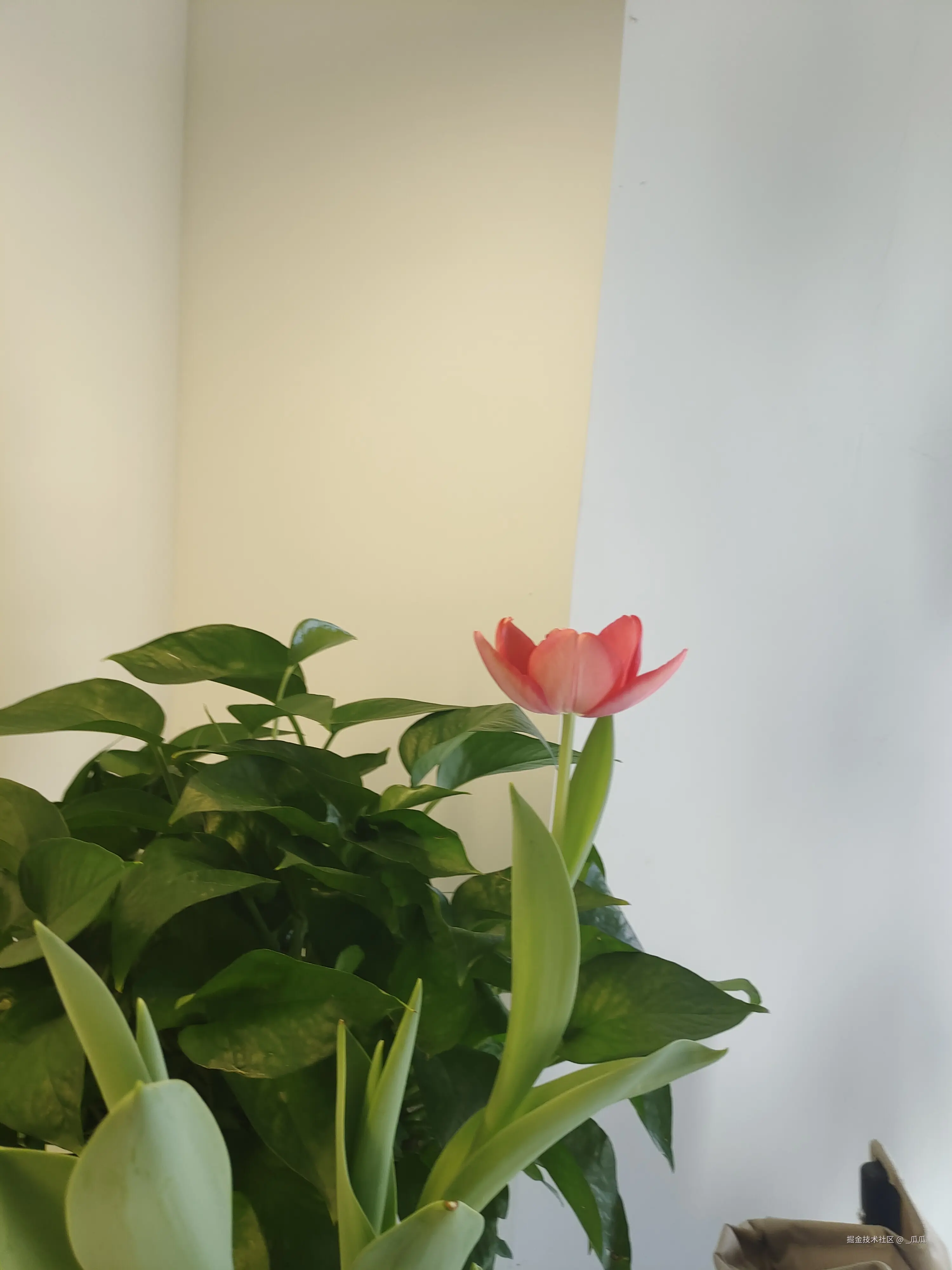 _瓜瓜于2025-03-12 09:25发布的图片