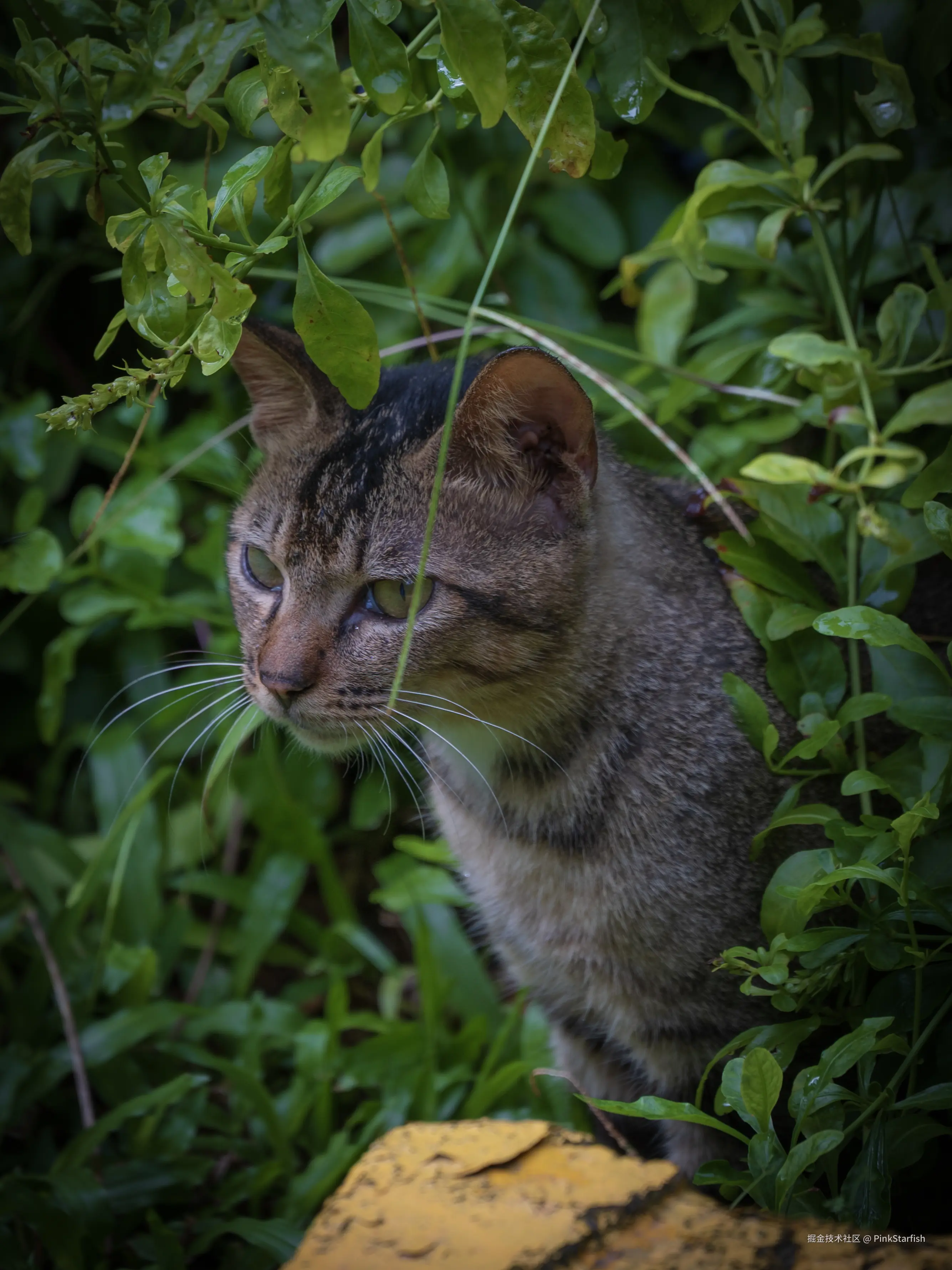PinkStarfish于2025-07-09 14:25发布的图片