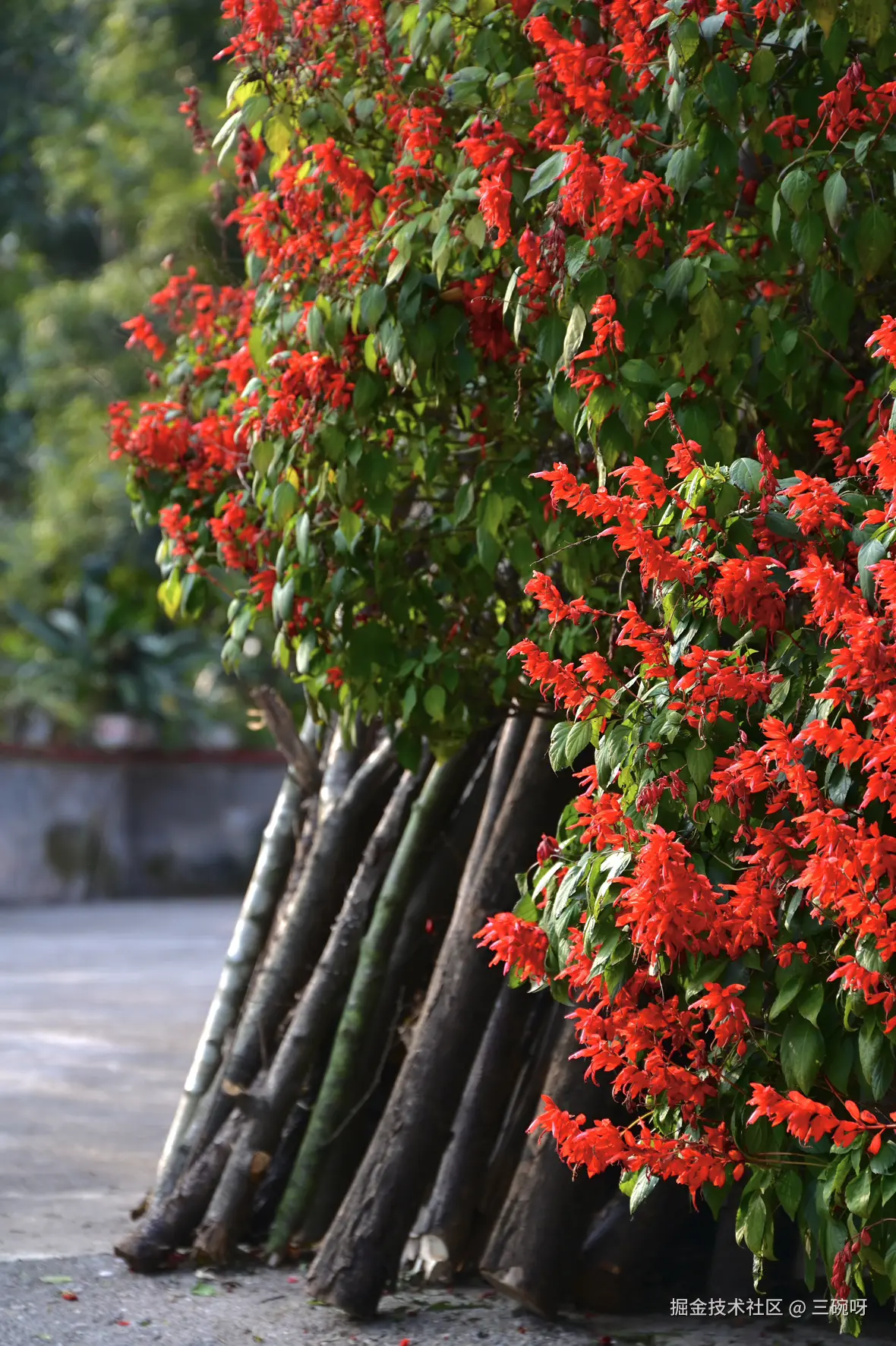 三碗呀于2026-01-22 14:56发布的图片