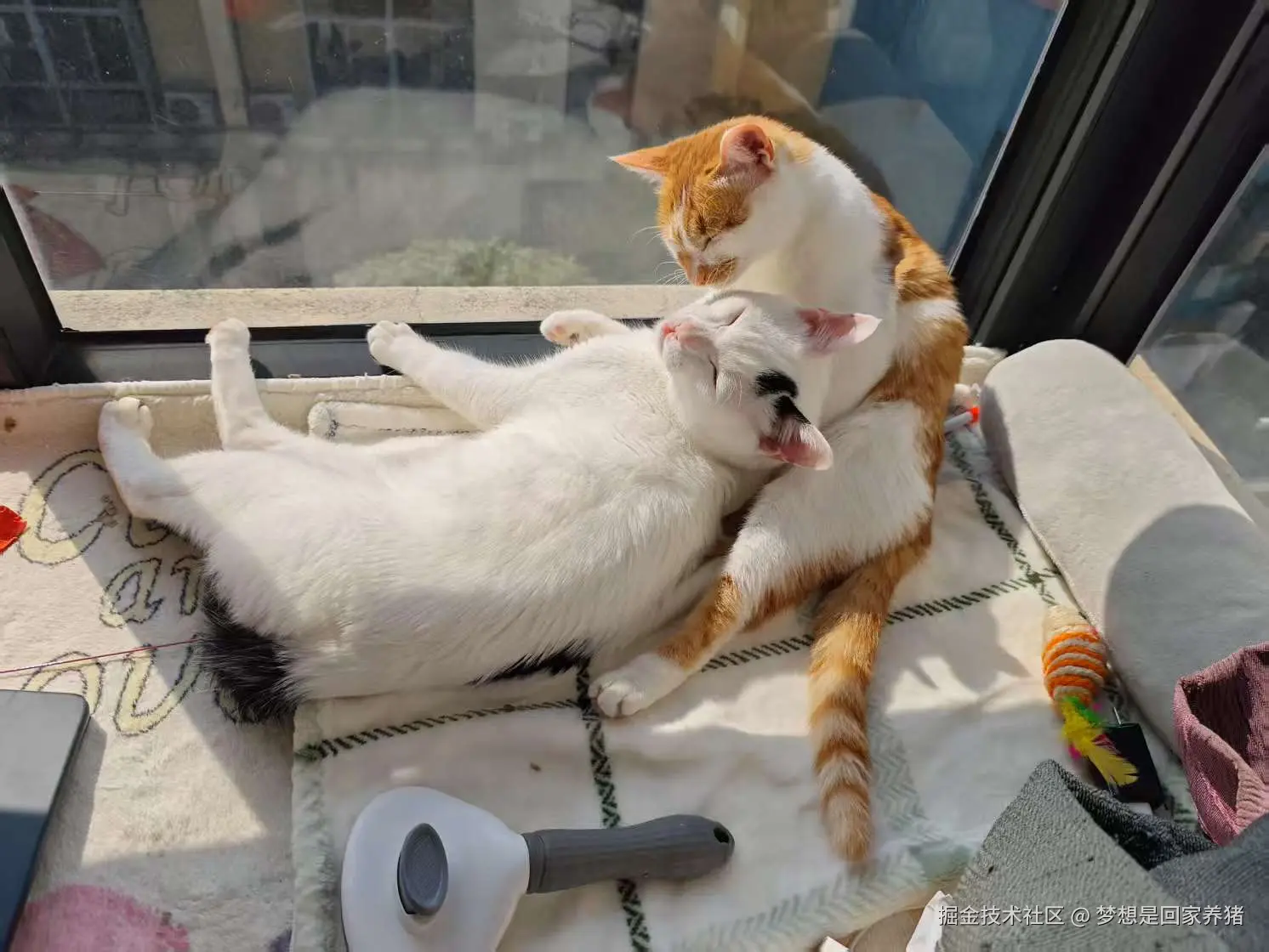 梦想是回家养猪于2025-02-17 09:25发布的图片