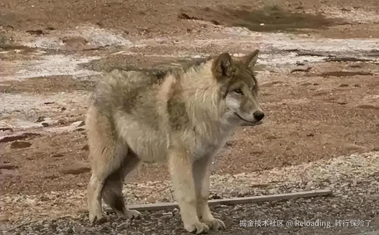 Reloading_转行保险了于2024-10-27 11:16发布的图片