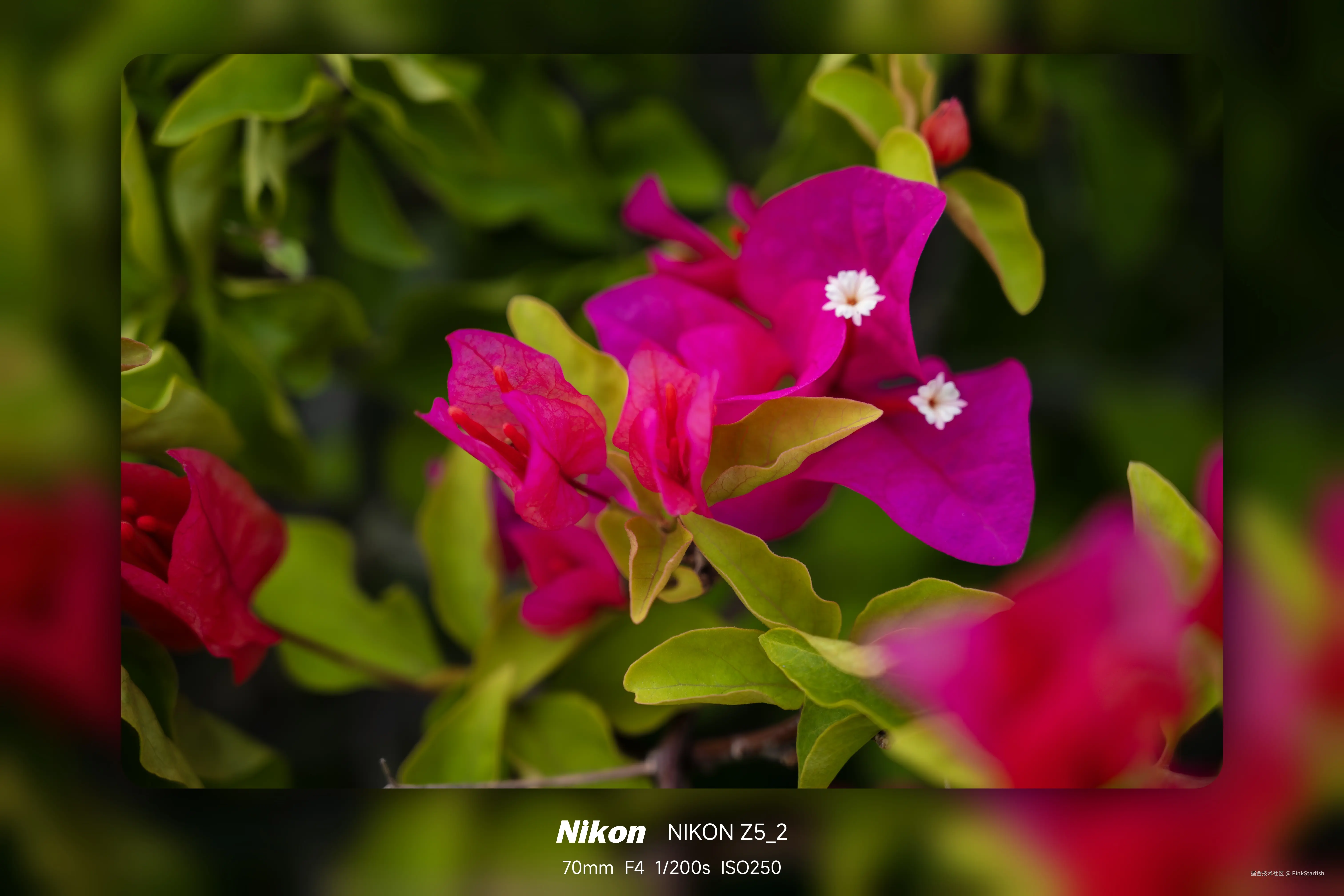 PinkStarfish于2025-06-04 10:37发布的图片