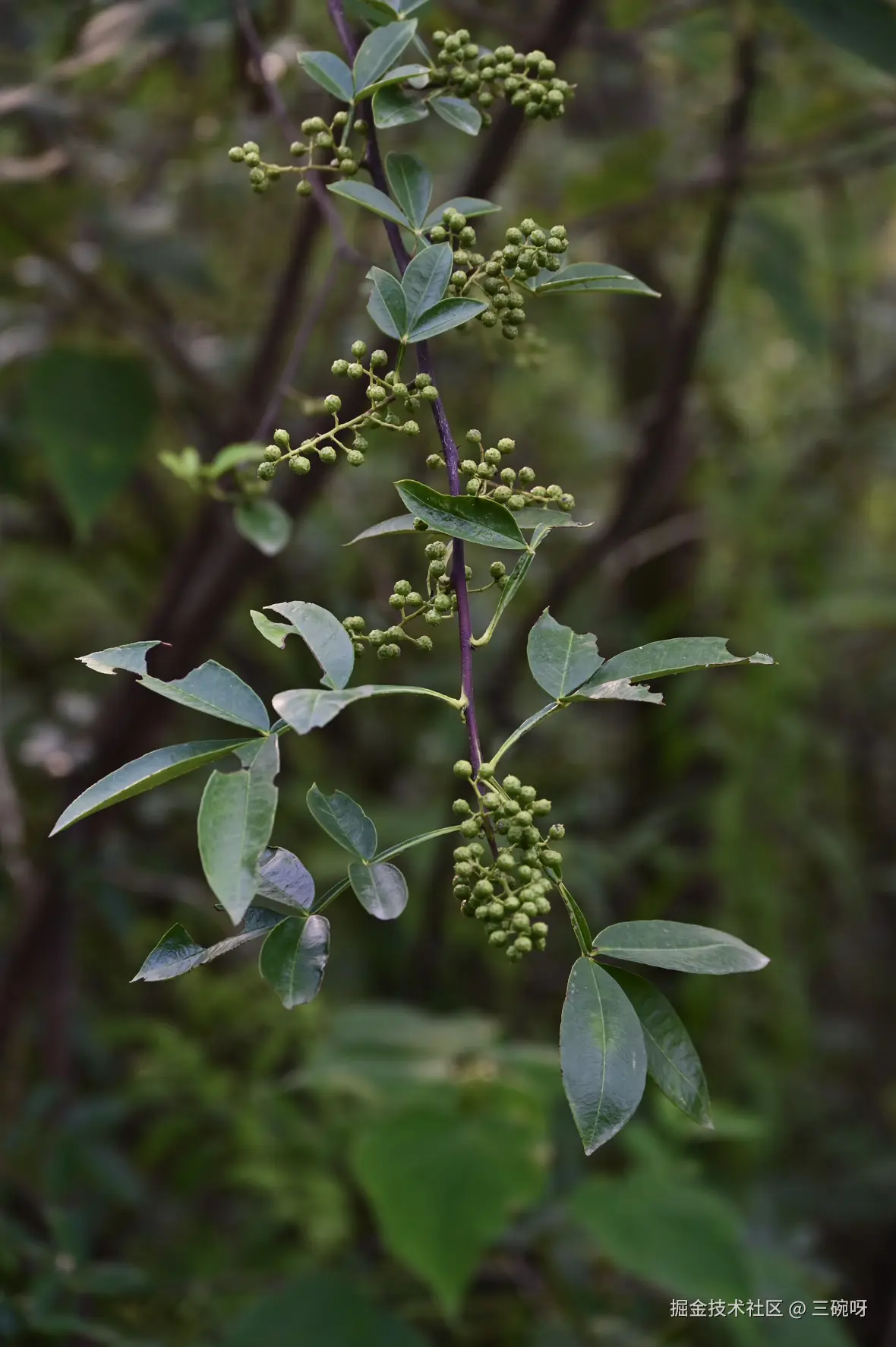 三碗呀于2025-07-02 10:00发布的图片