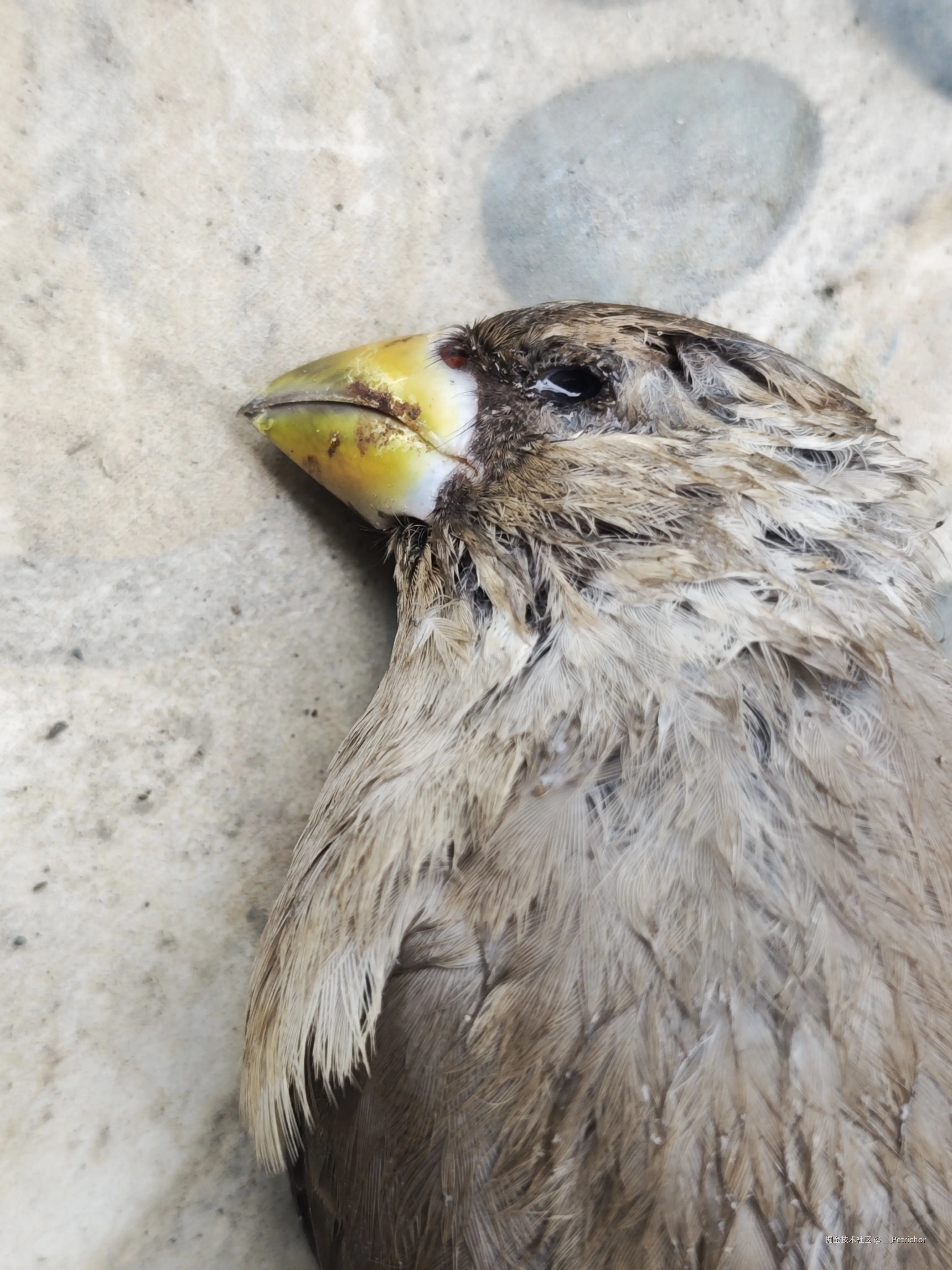 __Petrichor于2025-10-16 13:33发布的图片