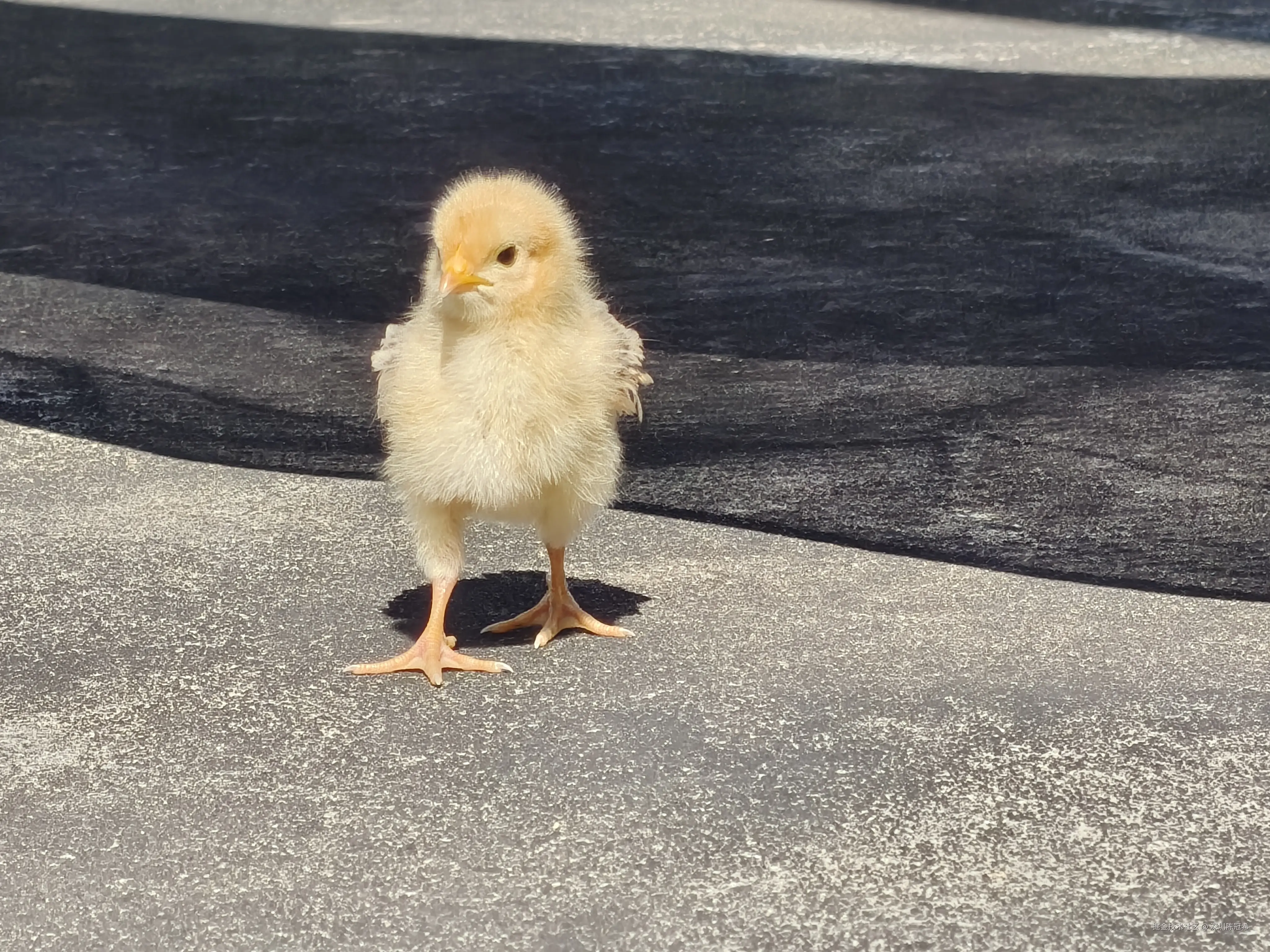 深圳陈冠希于2025-11-15 13:09发布的图片