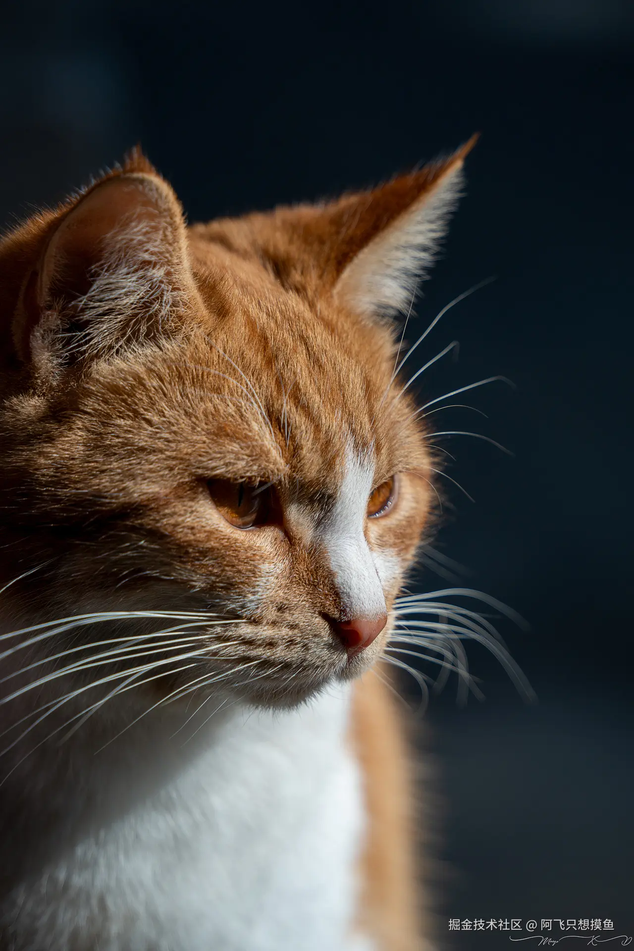 阿飞只想摸鱼于2024-12-19 14:47发布的图片