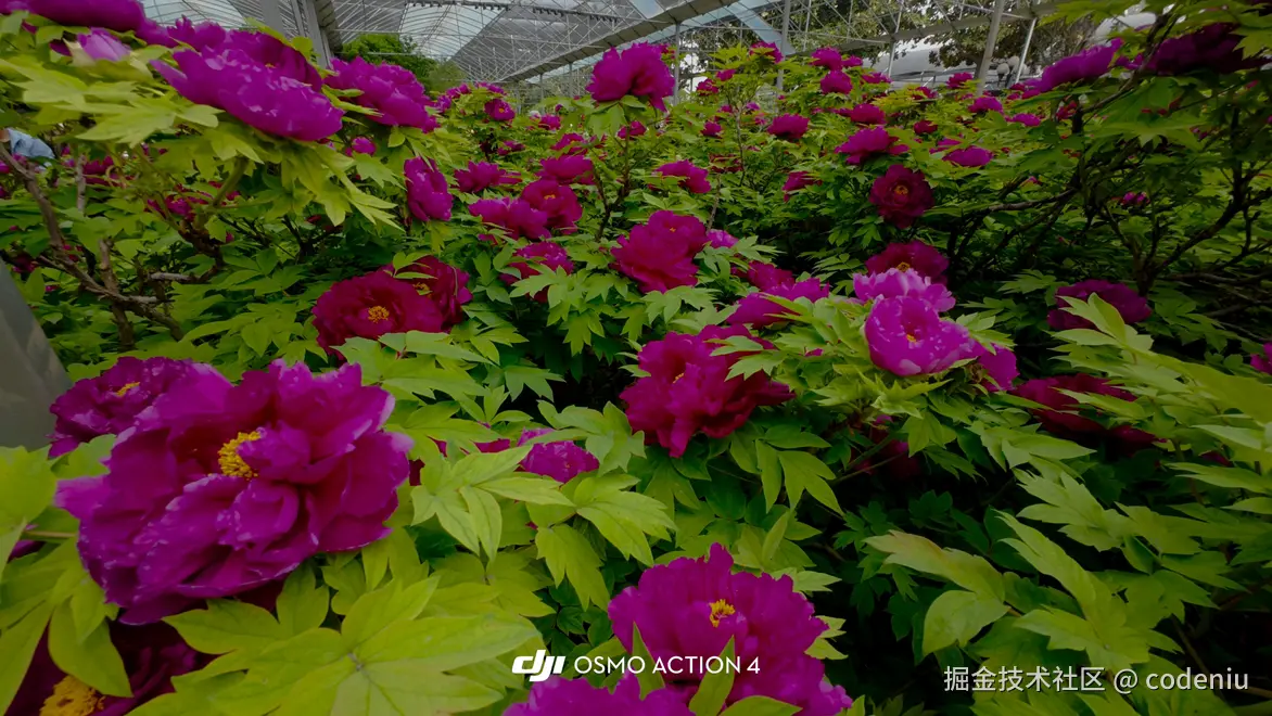 codeniu于2026-04-14 09:40发布的图片