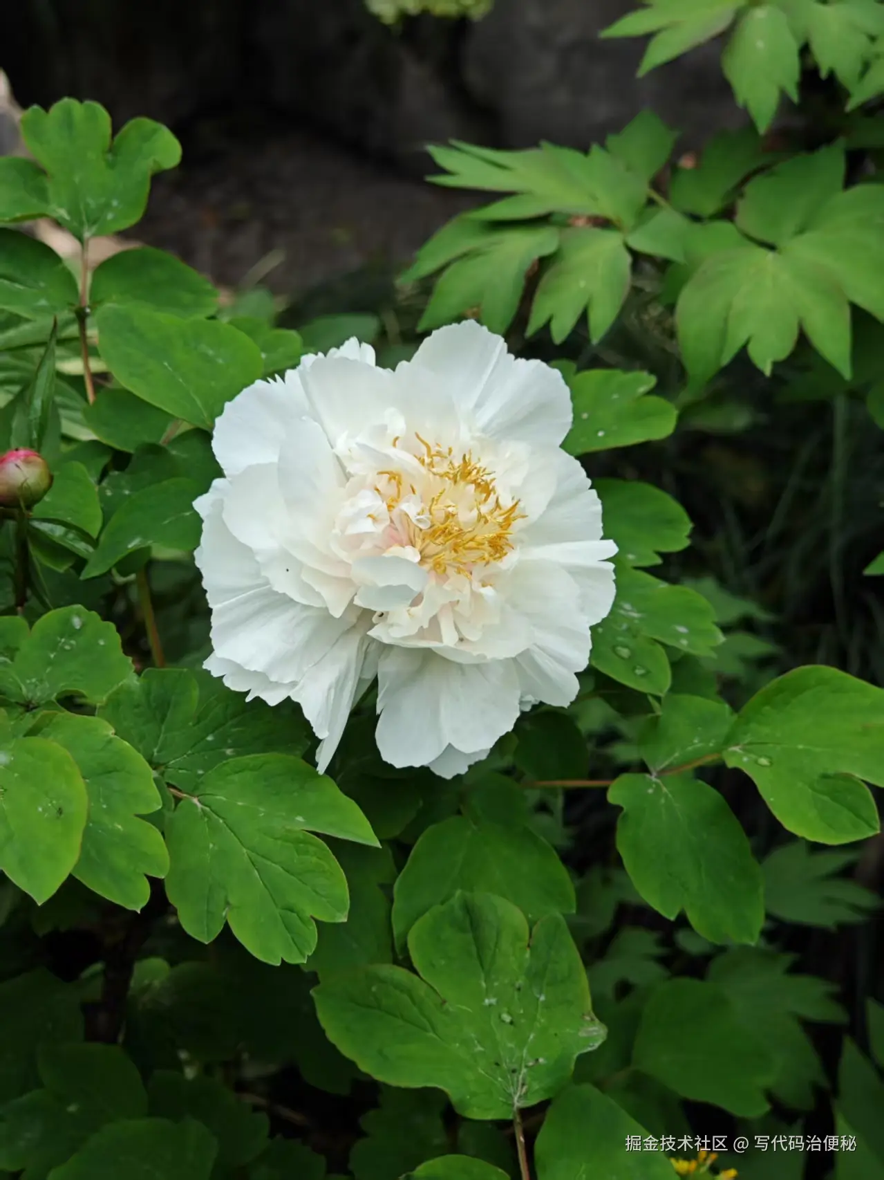 写代码治便秘于2025-05-13 10:10发布的图片