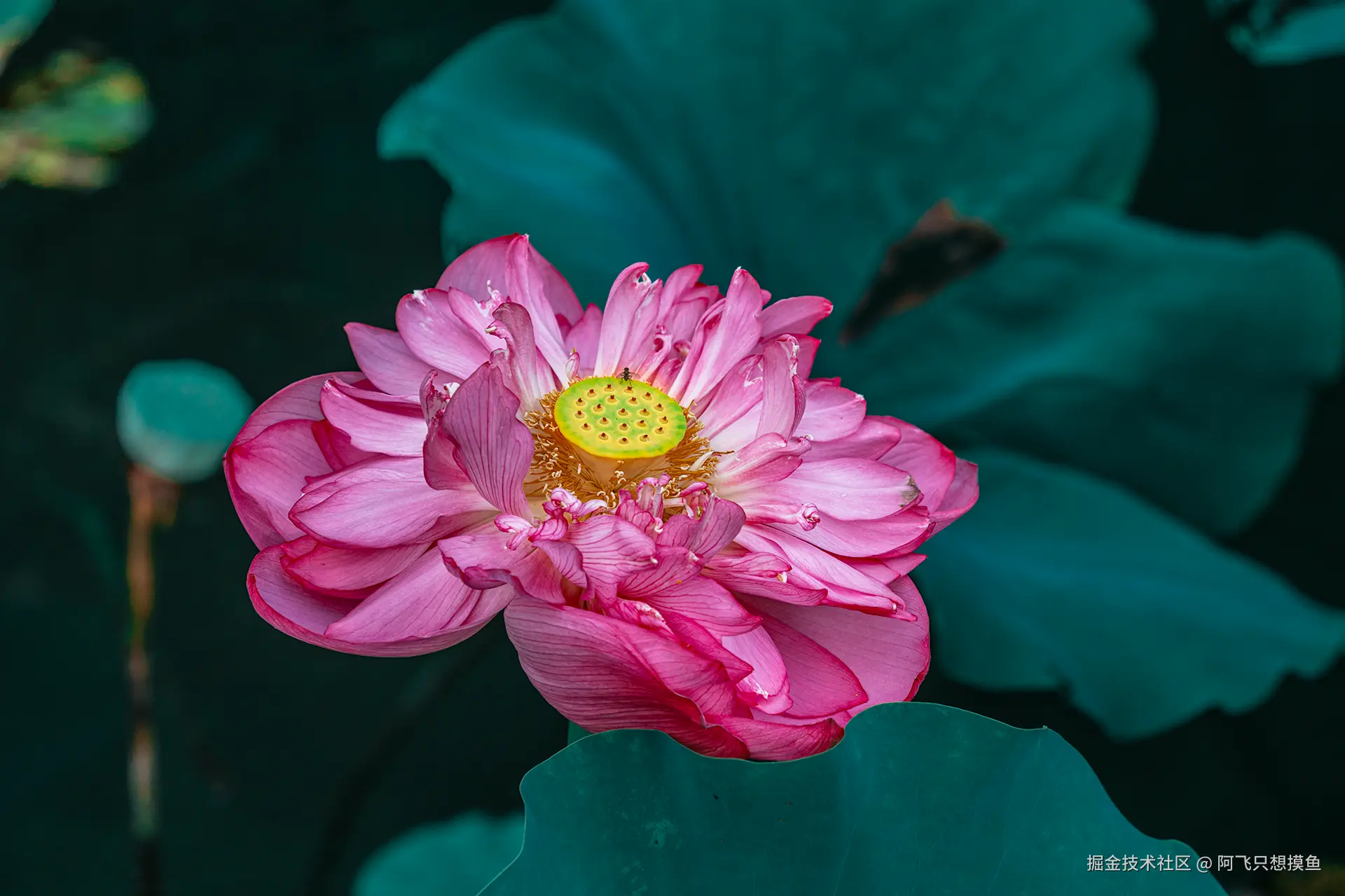 阿飞只想摸鱼于2025-07-16 10:21发布的图片