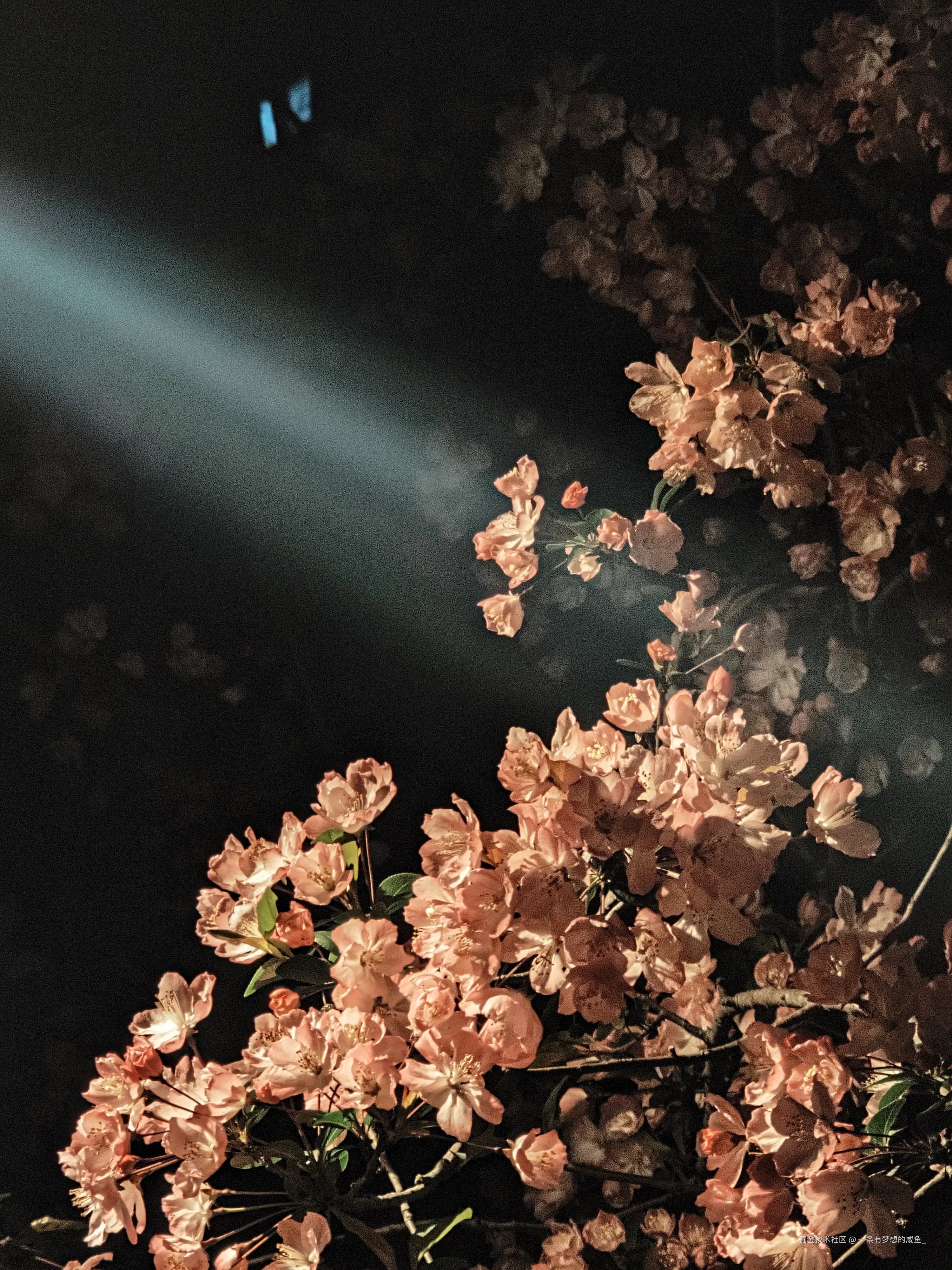 一条有梦想的咸鱼_于2026-03-31 10:53发布的图片