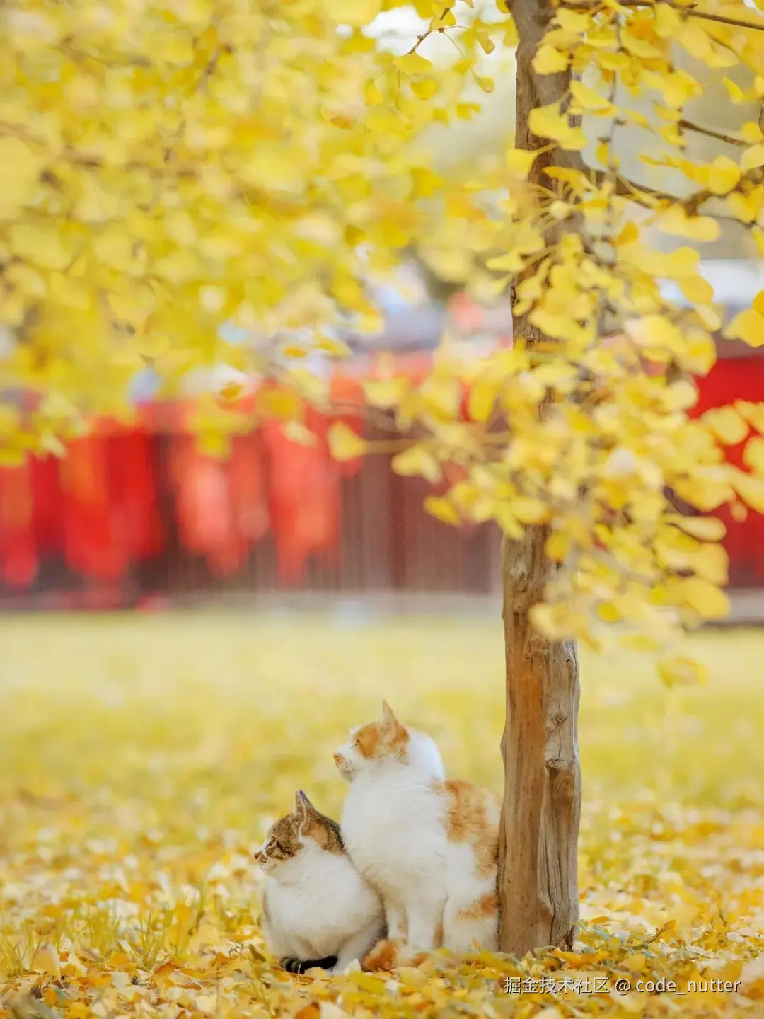 code_nutter于2024-10-12 10:40发布的图片