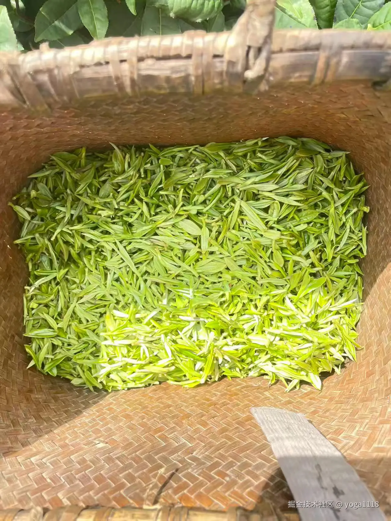 yoga1118于2026-04-01 09:29发布的图片