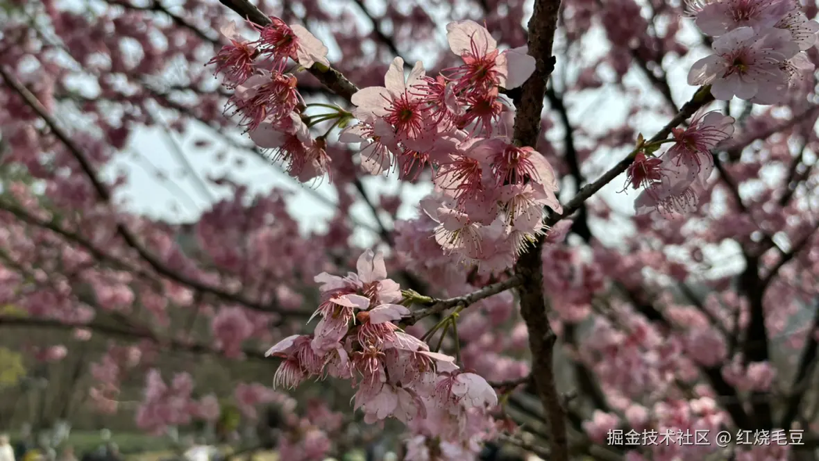 红烧毛豆于2025-03-15 13:54发布的图片