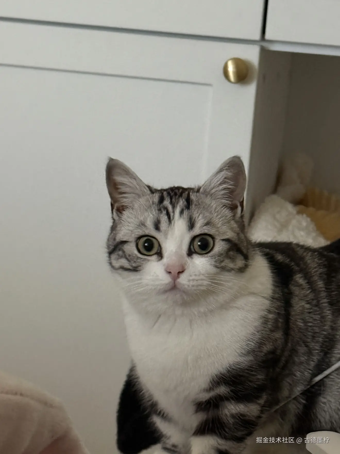 古德墨柠于2026-02-24 16:33发布的图片