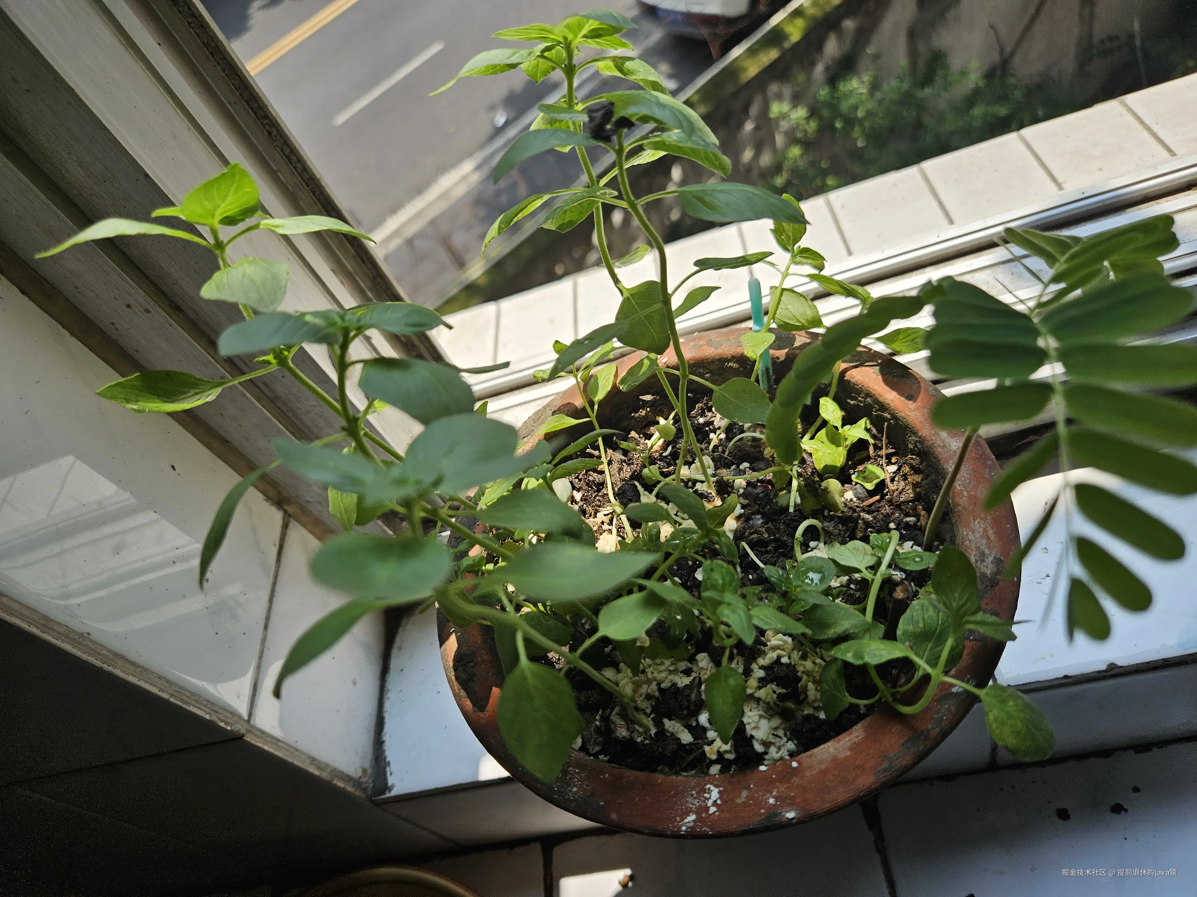 提前退休的java猿于2025-07-13 12:25发布的图片