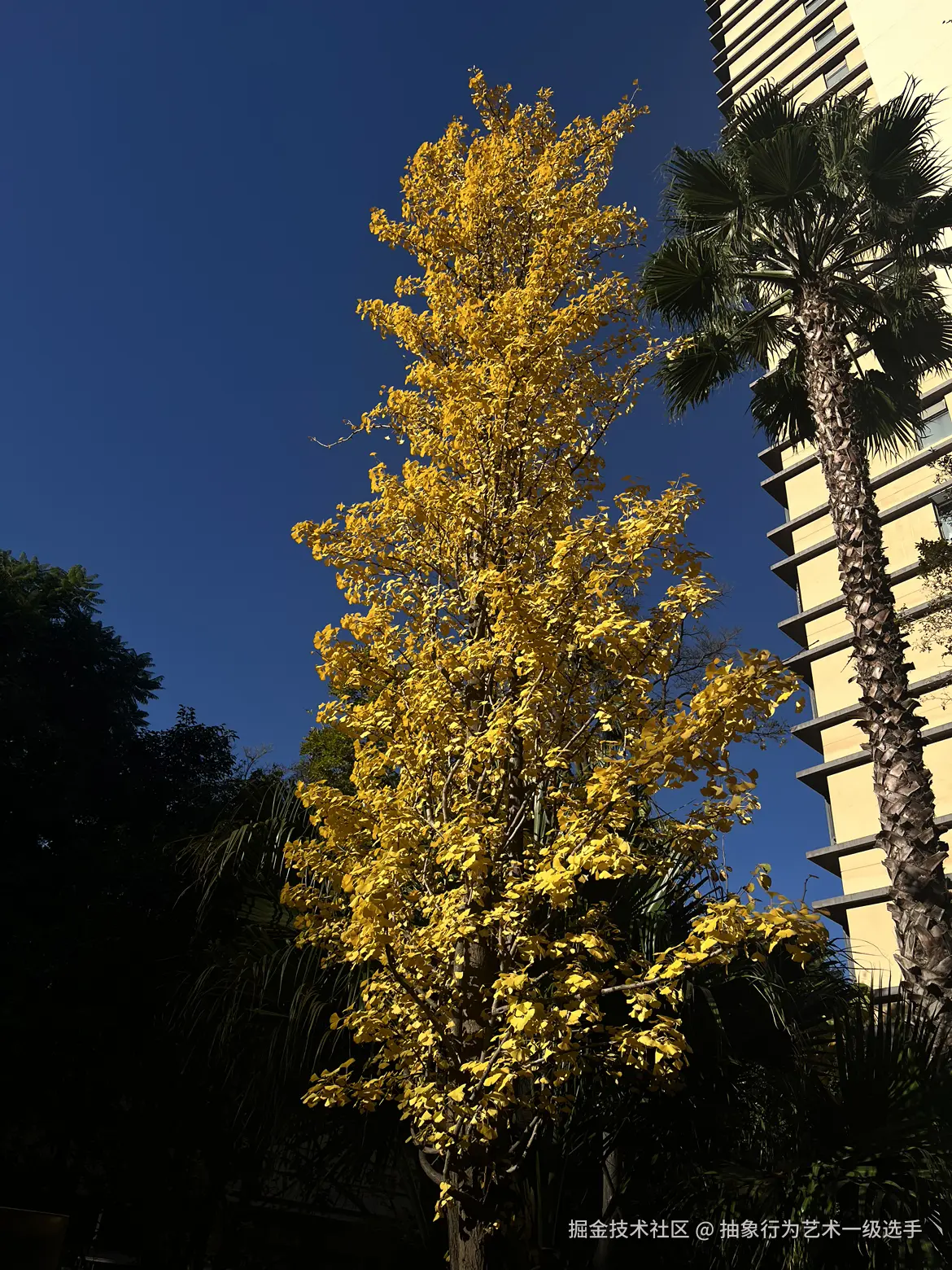 抽象行为艺术一级选手于2025-12-08 13:28发布的图片