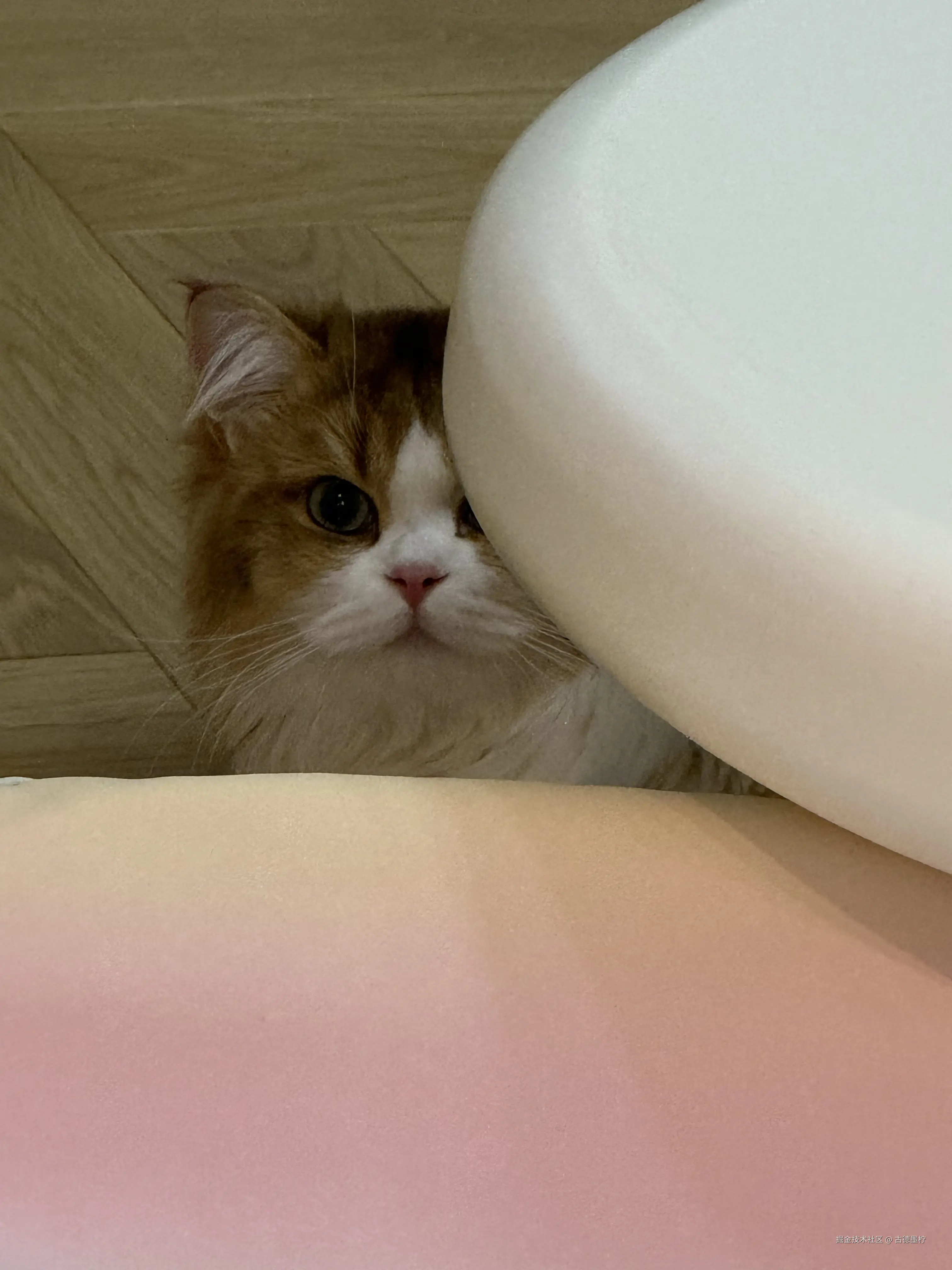 古德墨柠于2025-05-09 14:13发布的图片