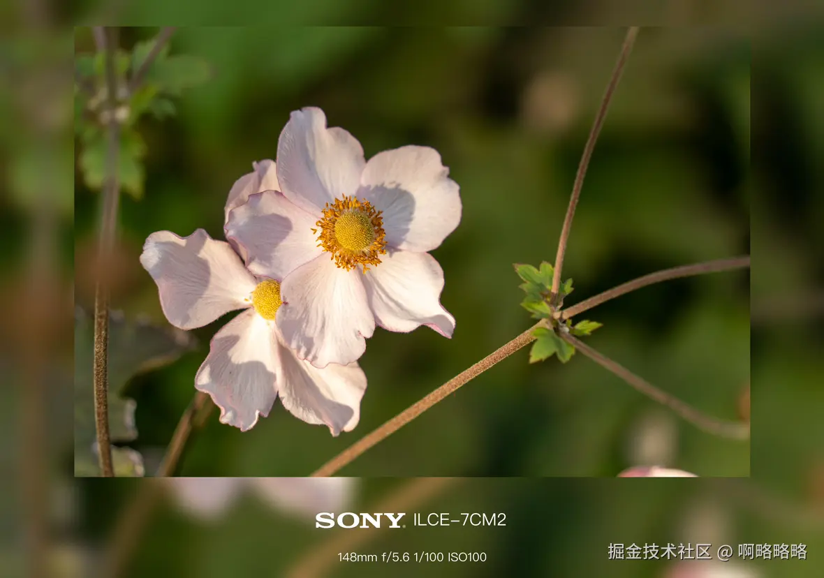 啊略略略于2024-10-28 10:27发布的图片