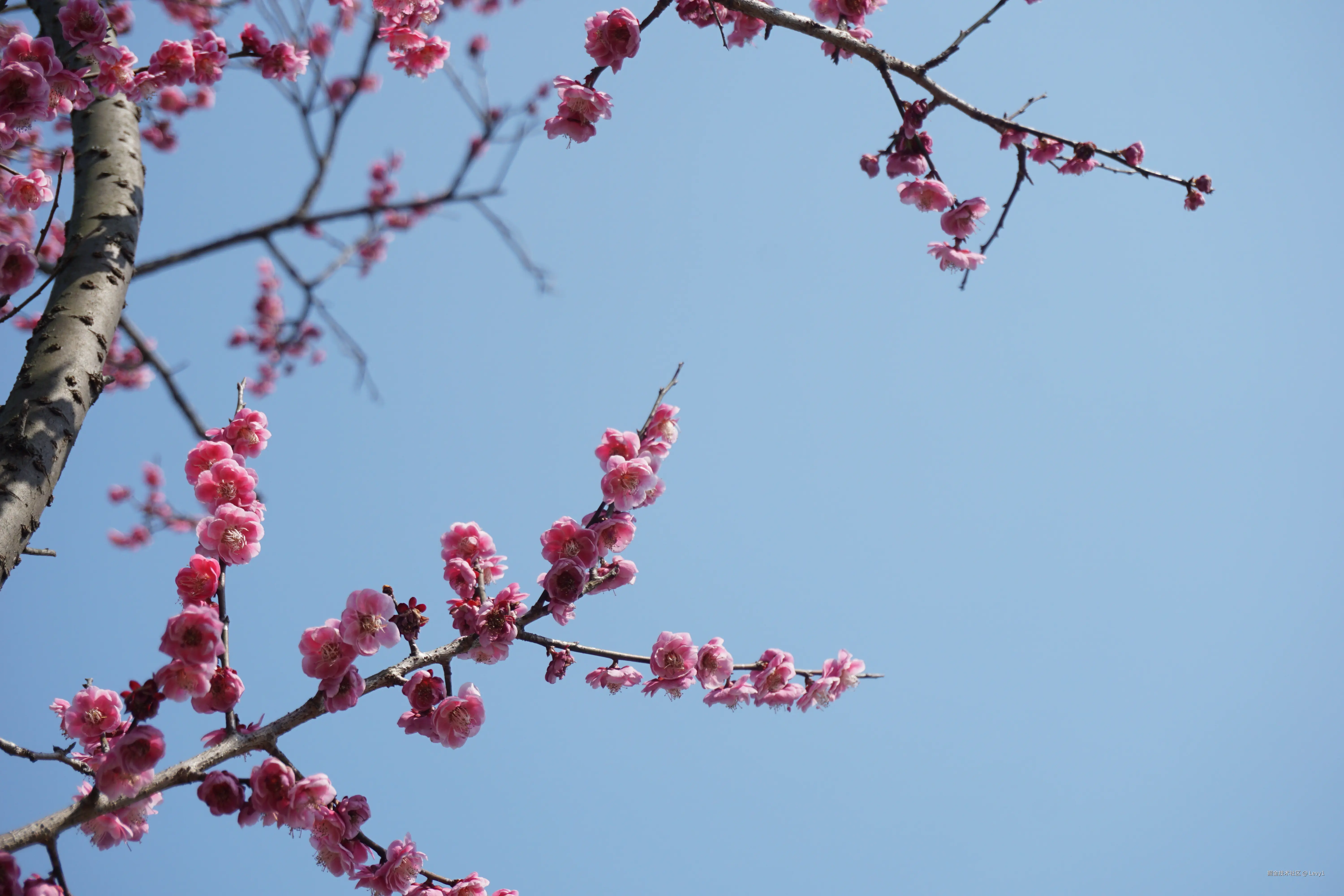 Levy1于2025-03-03 09:21发布的图片